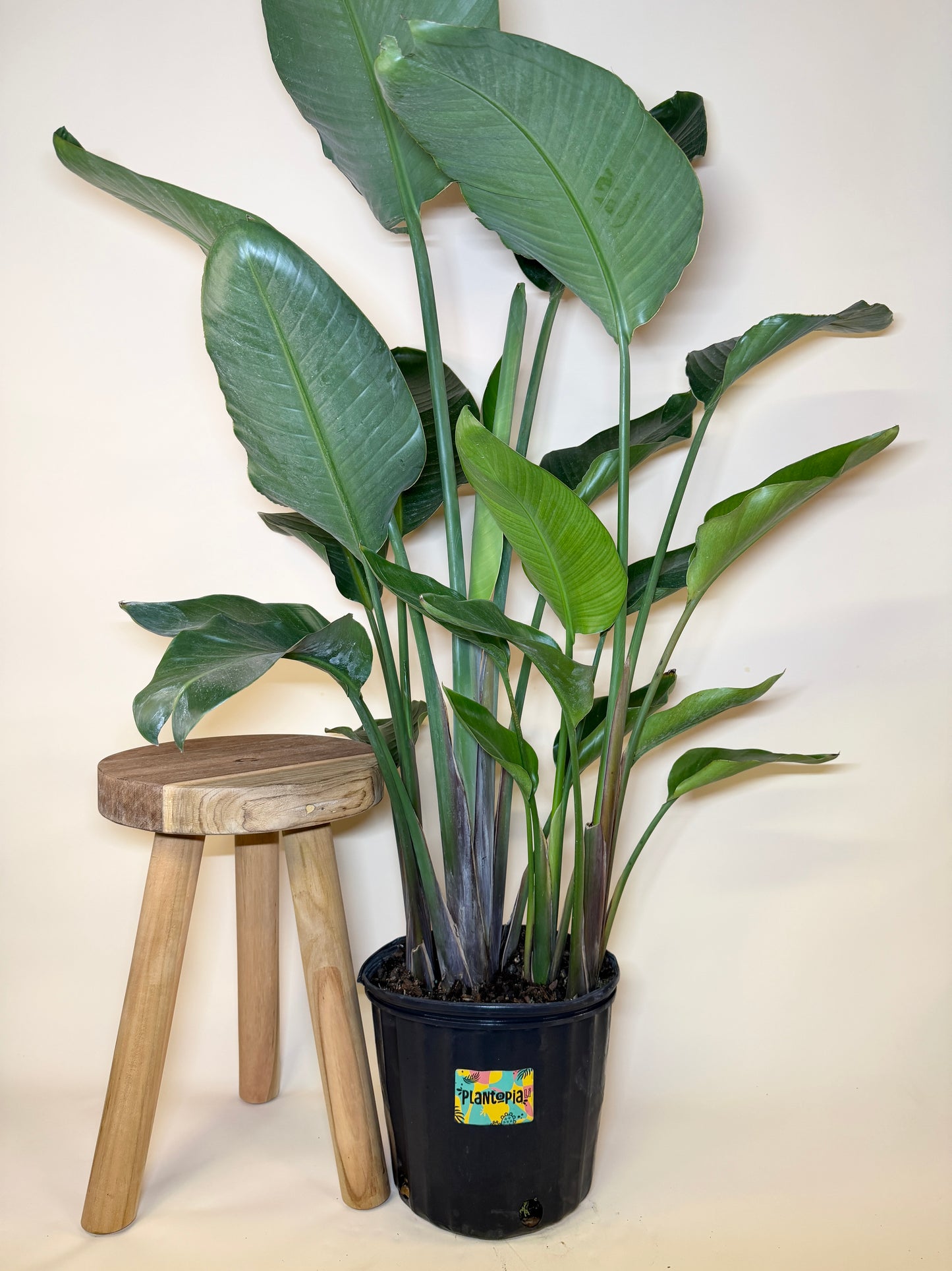 Bird of Paradise 10” Pot