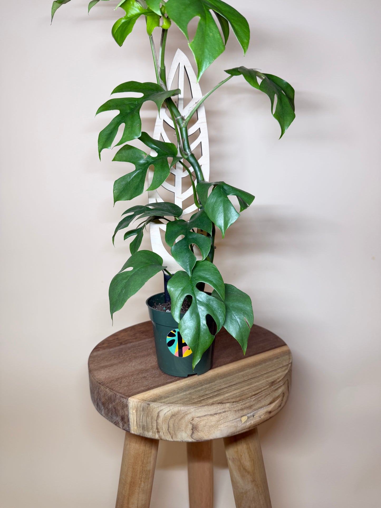 Treleaf Bare Anthrulla Trellis: Regular Size