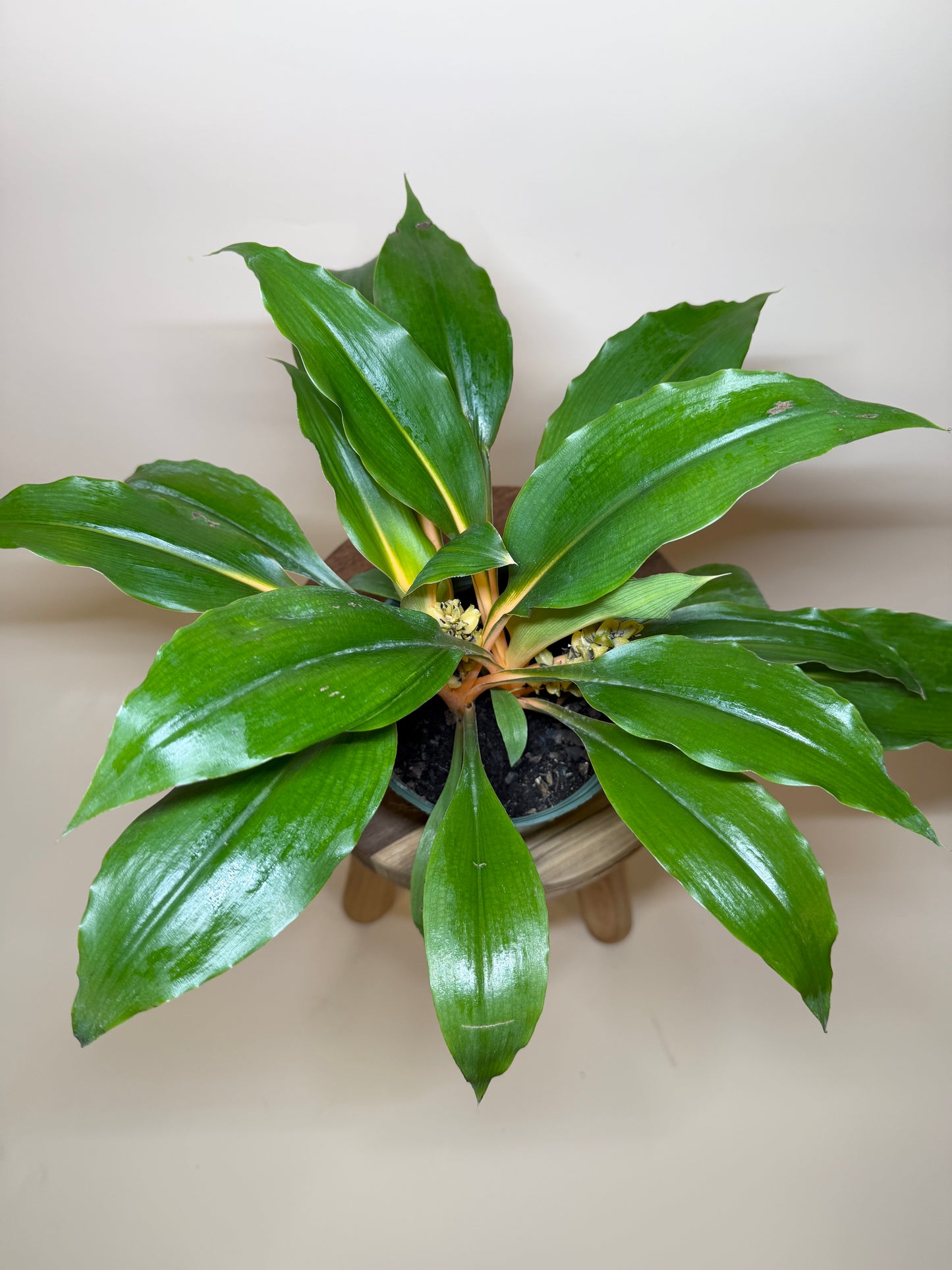 Spider Mandarin 6” Pot