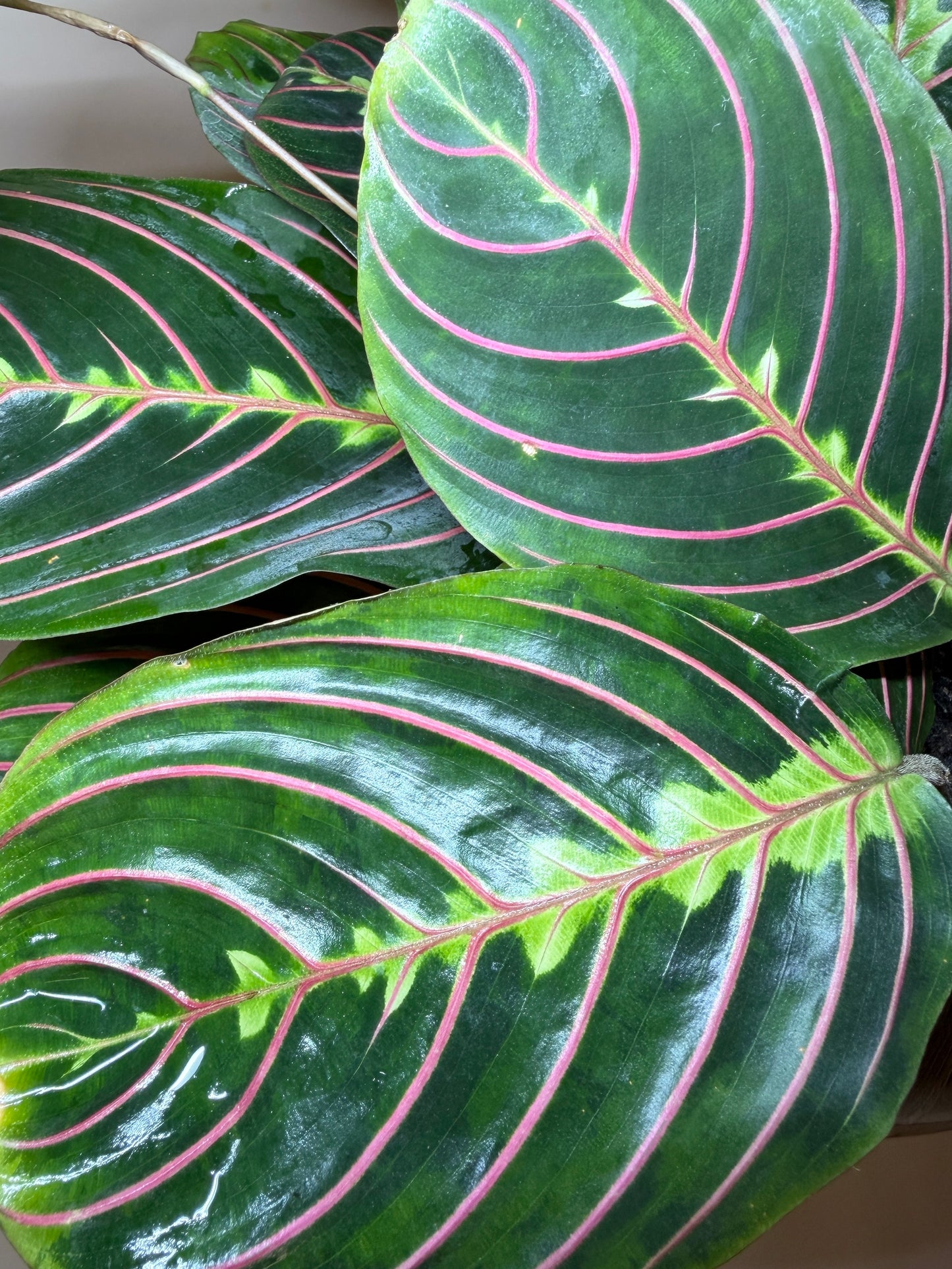 Maranta Red 6” Pot
