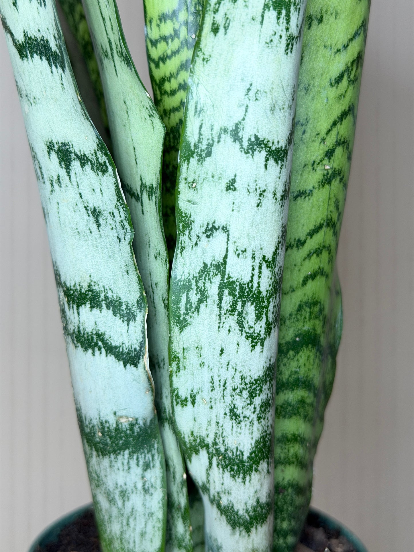 Snake Zeylanica 4” Pot