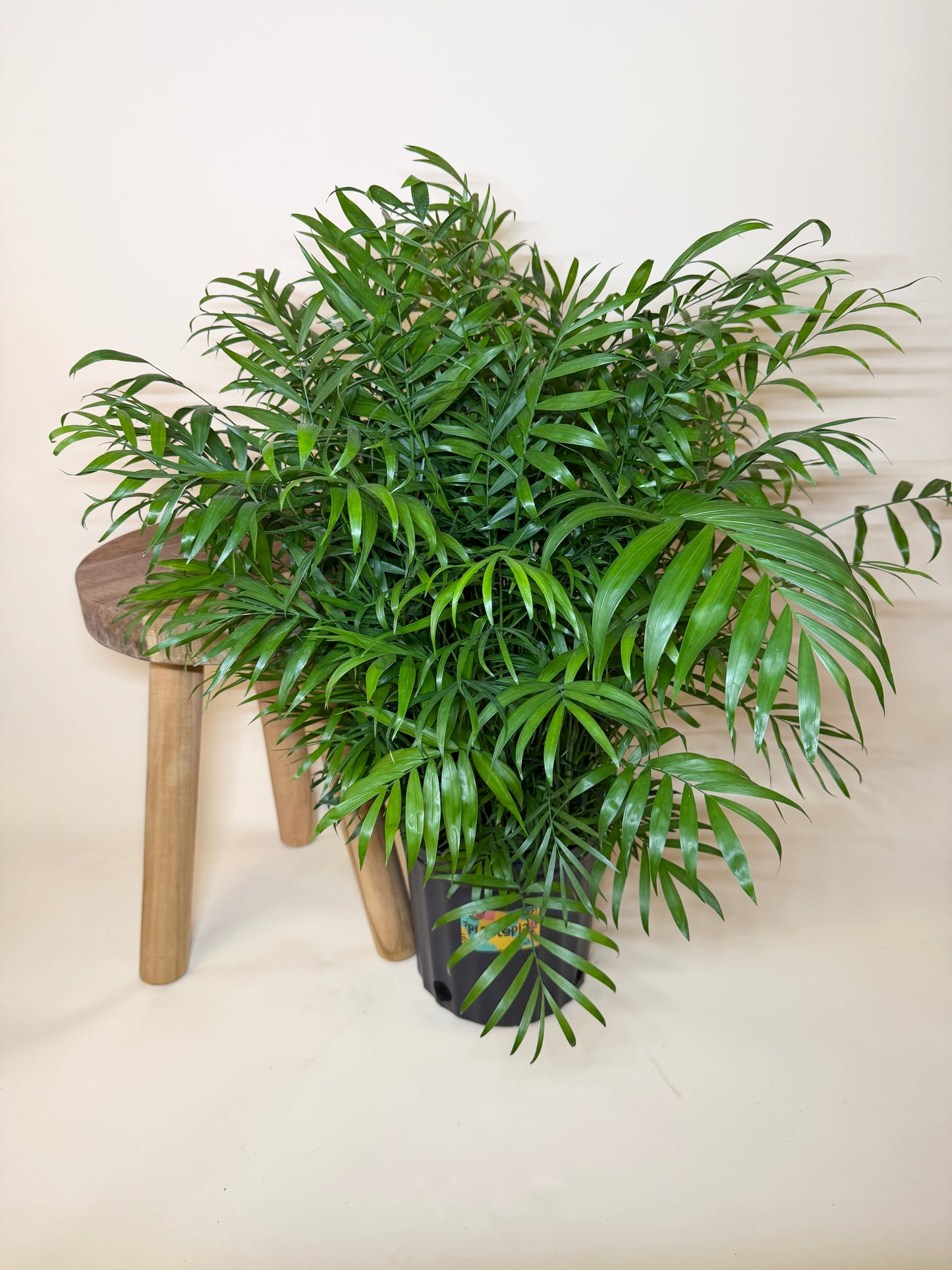 Palm Parlor 10” Pot