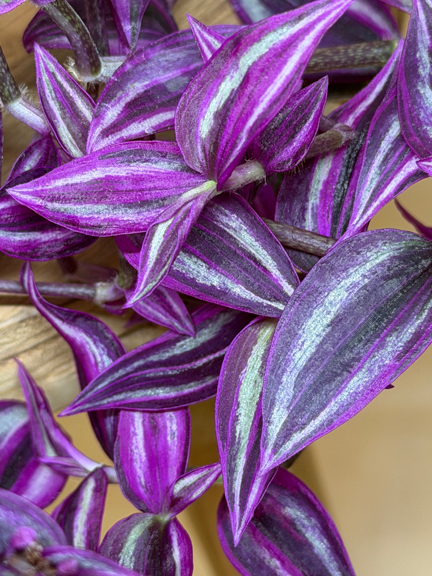 Tradescantia Pink Paradise 6” Pot