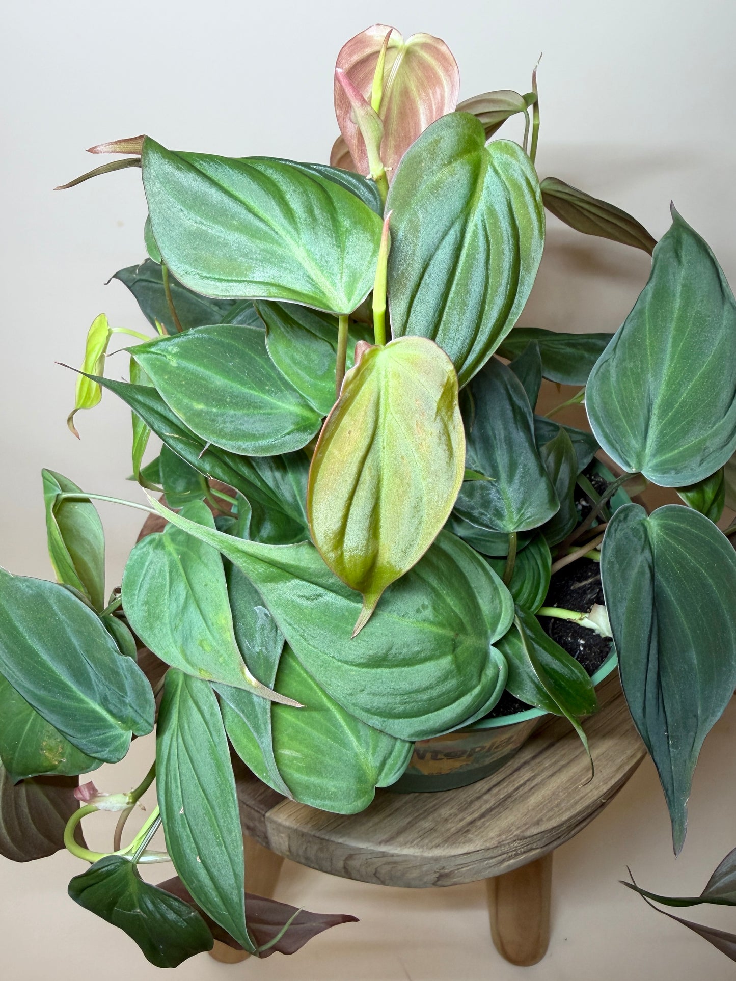Philodendron Micans 6” Pot