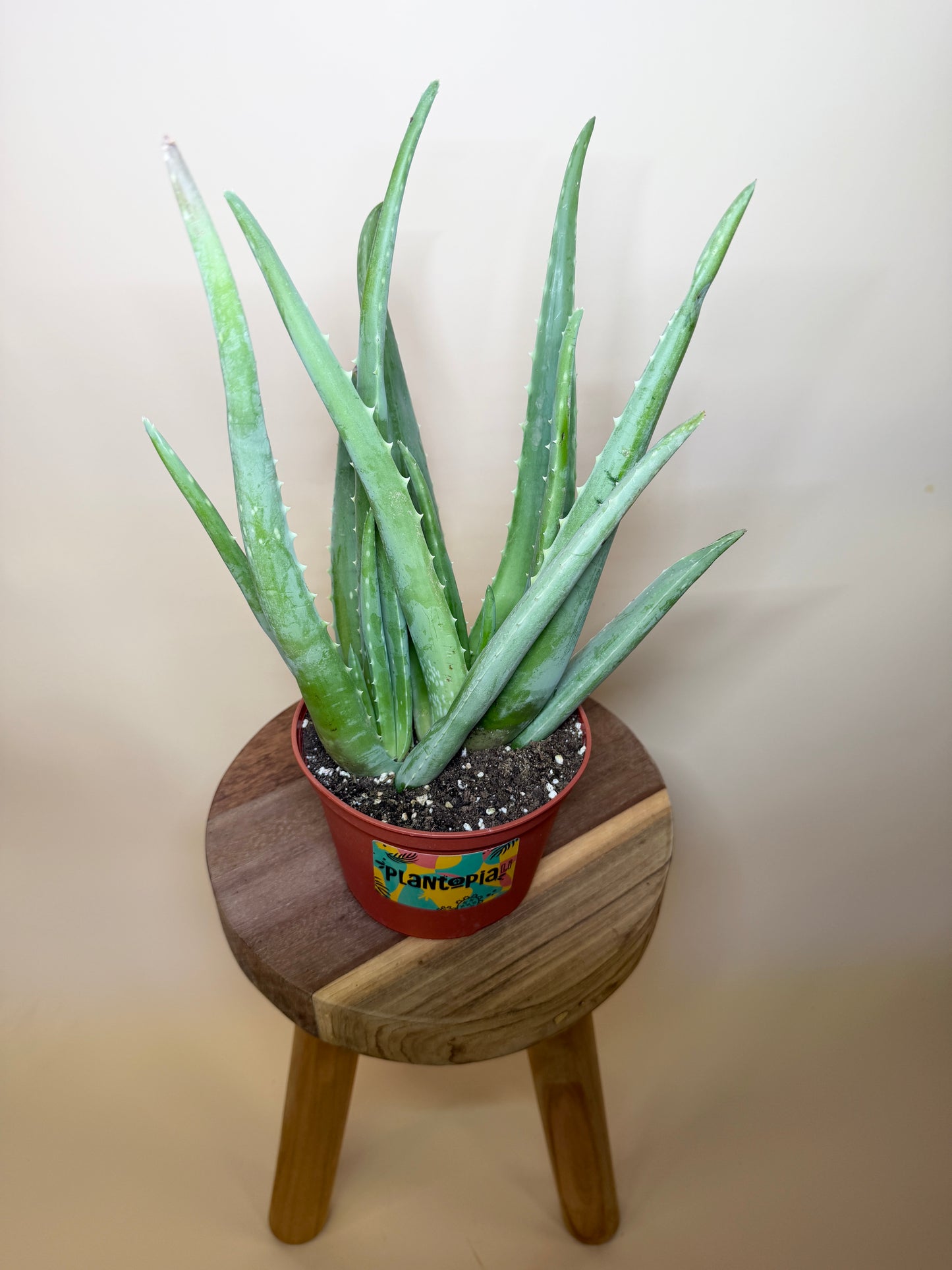 Aloe Vera 6” Pot