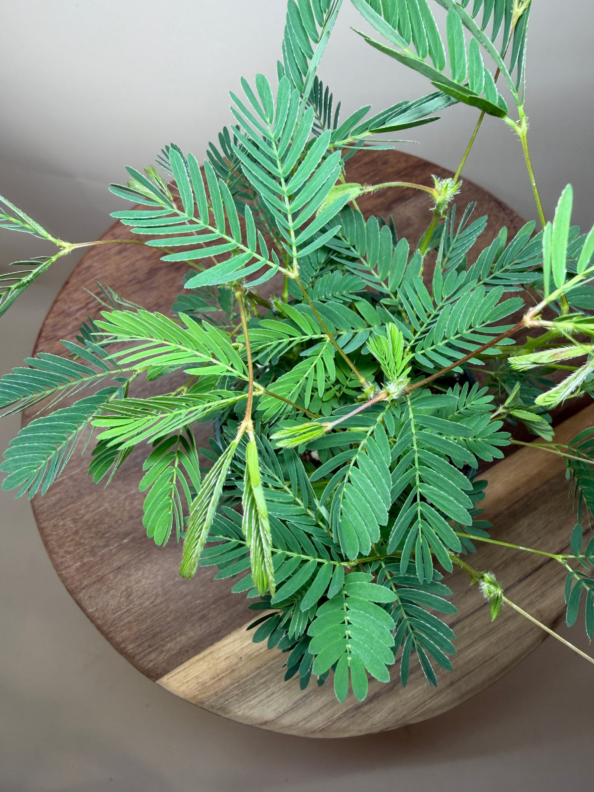 Mimosa aka Sensitive Plant 4” Pot