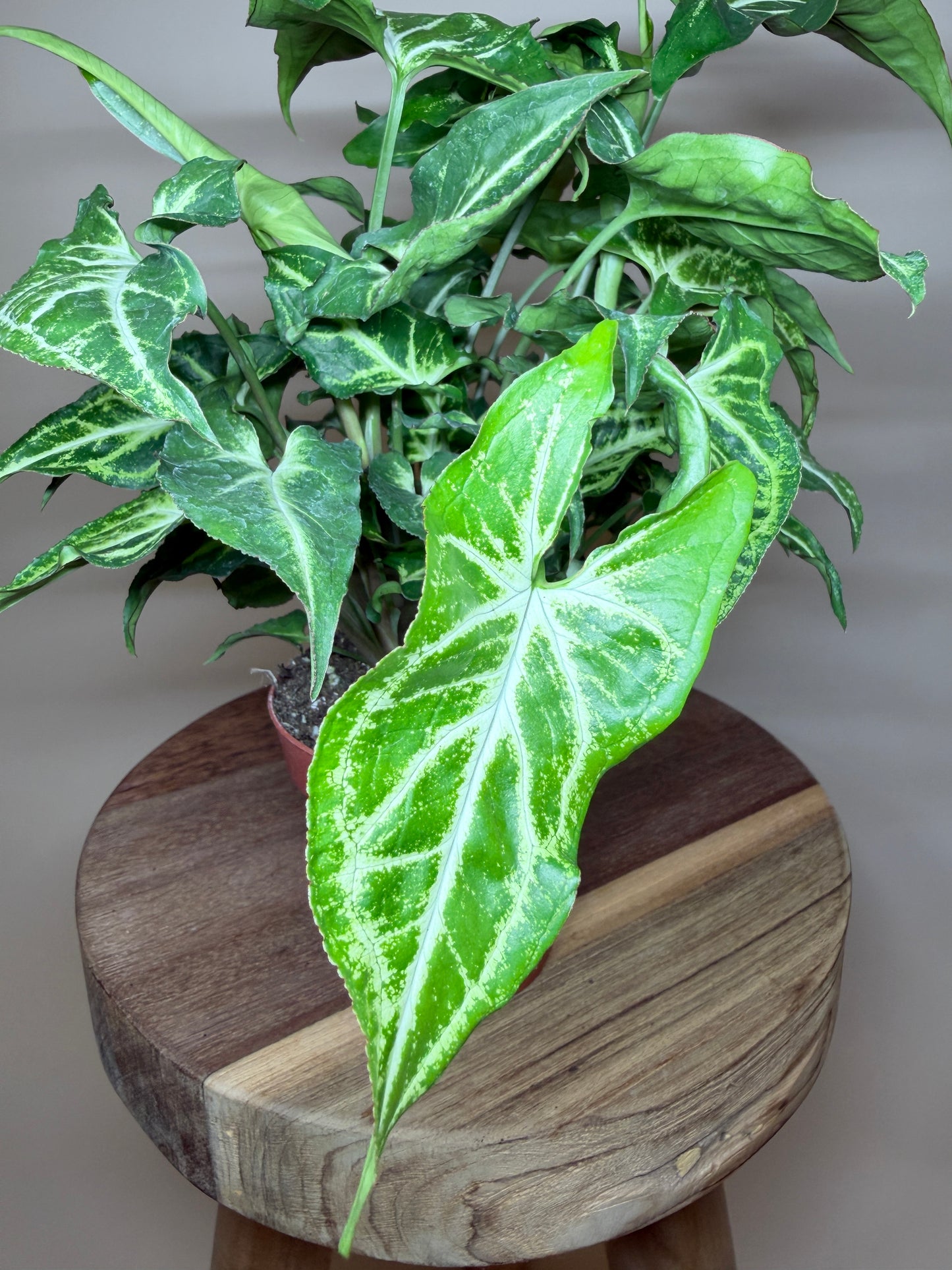 Syngonium White Butterfly 4” Pot
