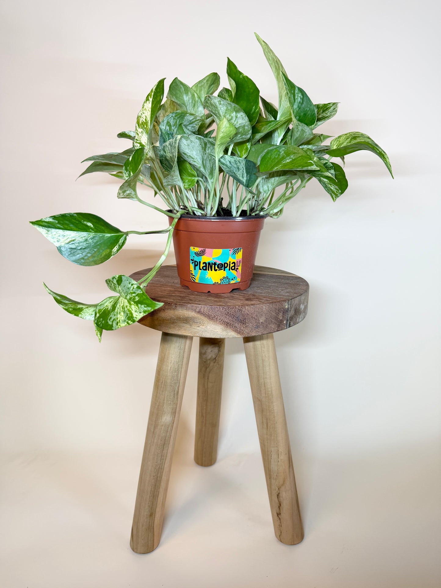 Pothos Queen Marble 6” Pot