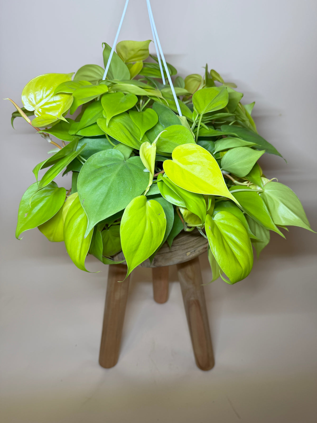 Philodendron Lemon Lime 8” Pot