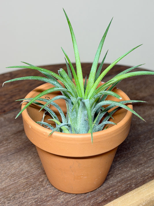 Air Plant 2” Pot