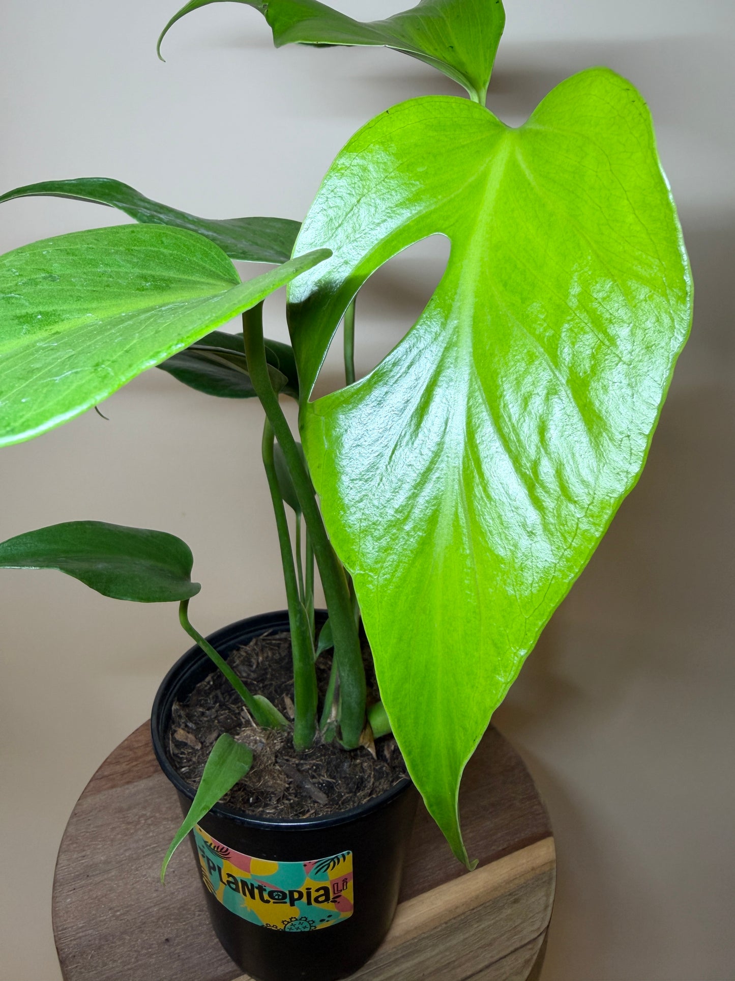 Monstera Burle Marx Flame 6” Pot