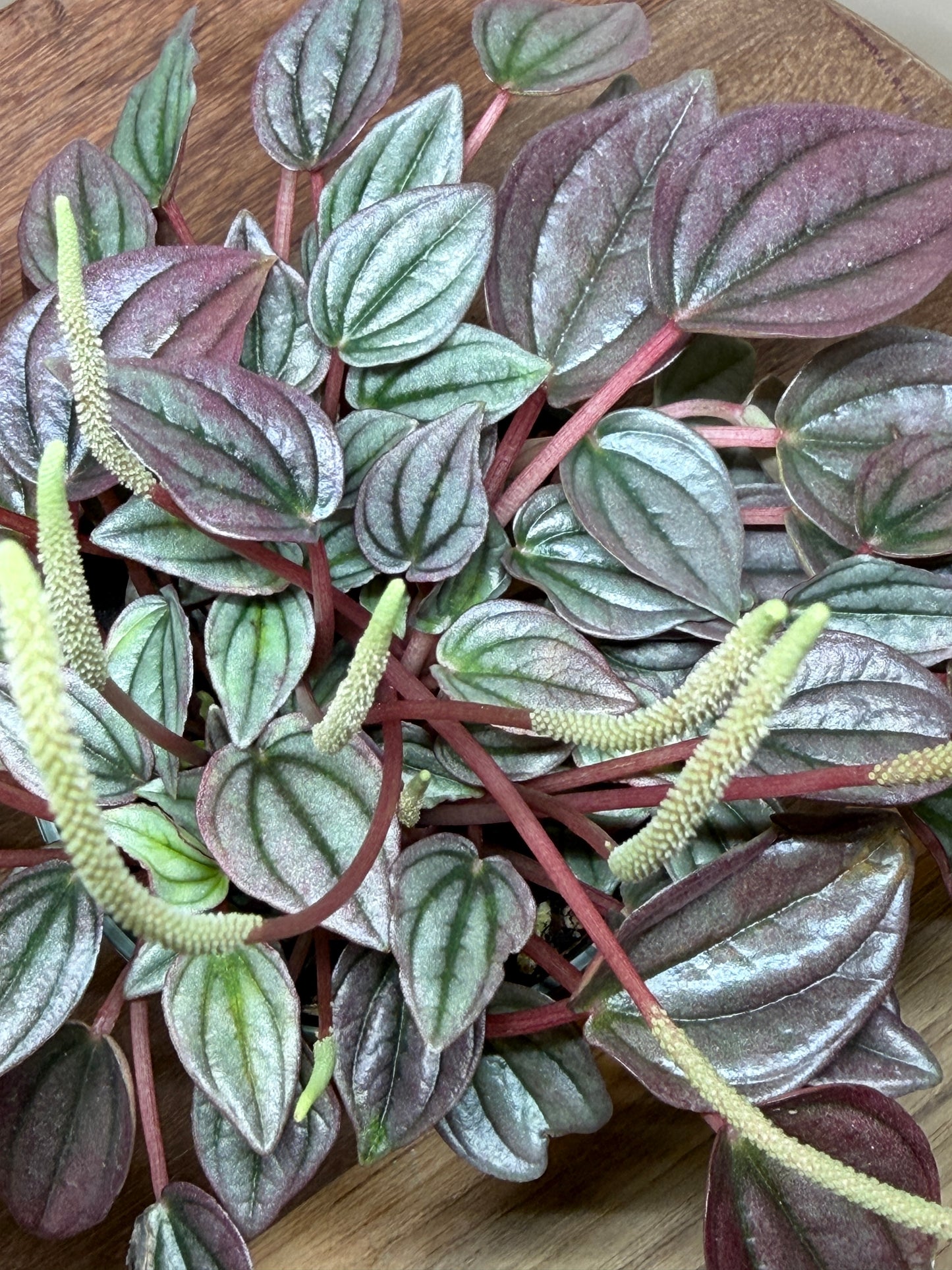 Peperomia Cayenne 4” Pot