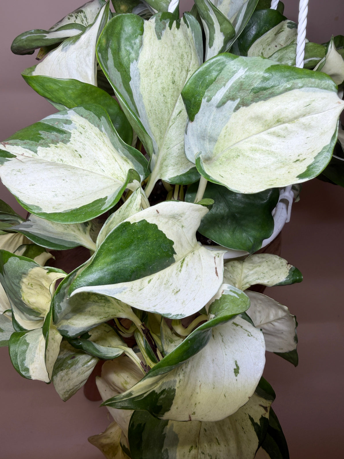 Pothos Ivory Night 4.5” Pot