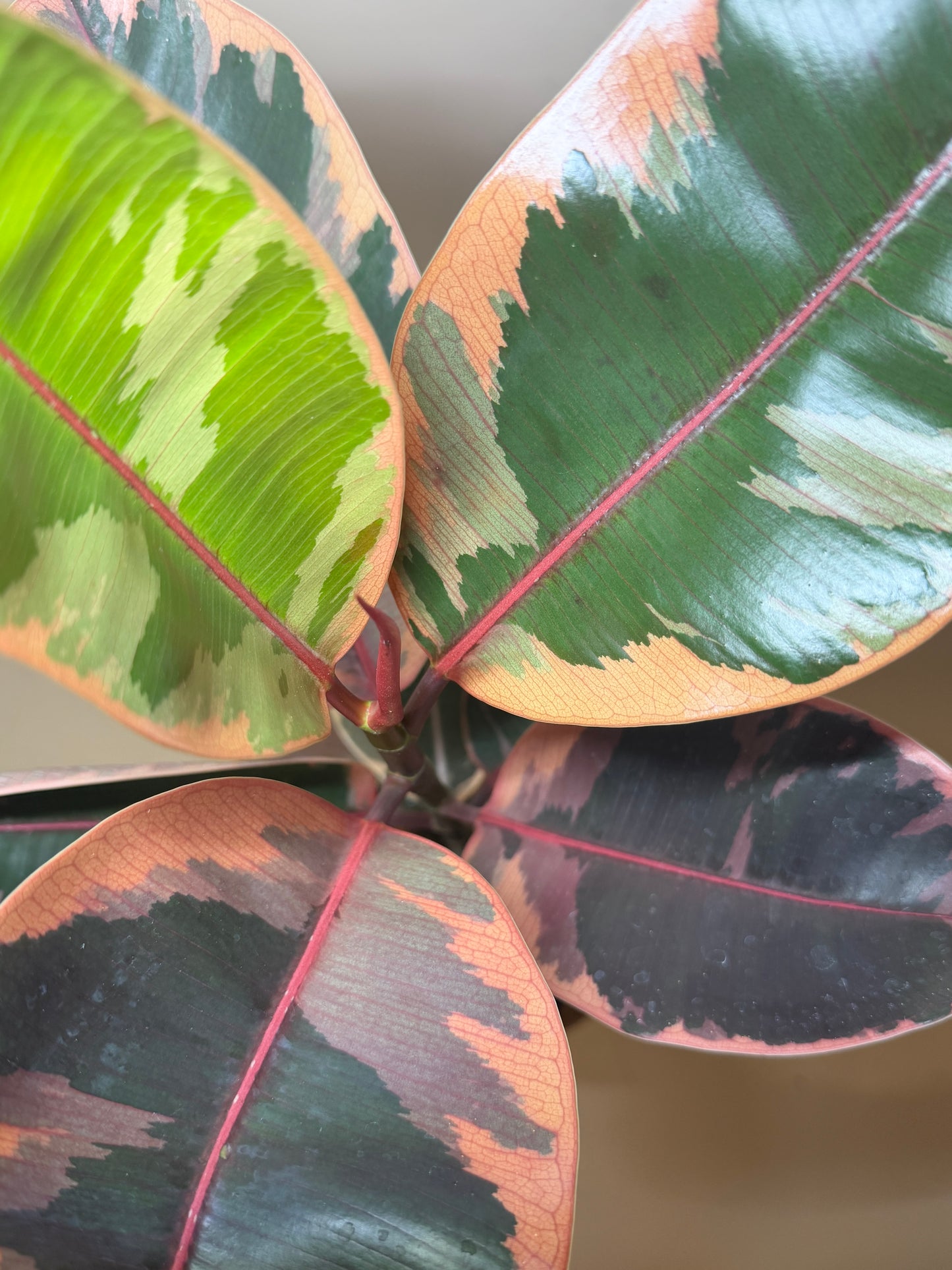 Rubber Tree Ruby 6” Pot