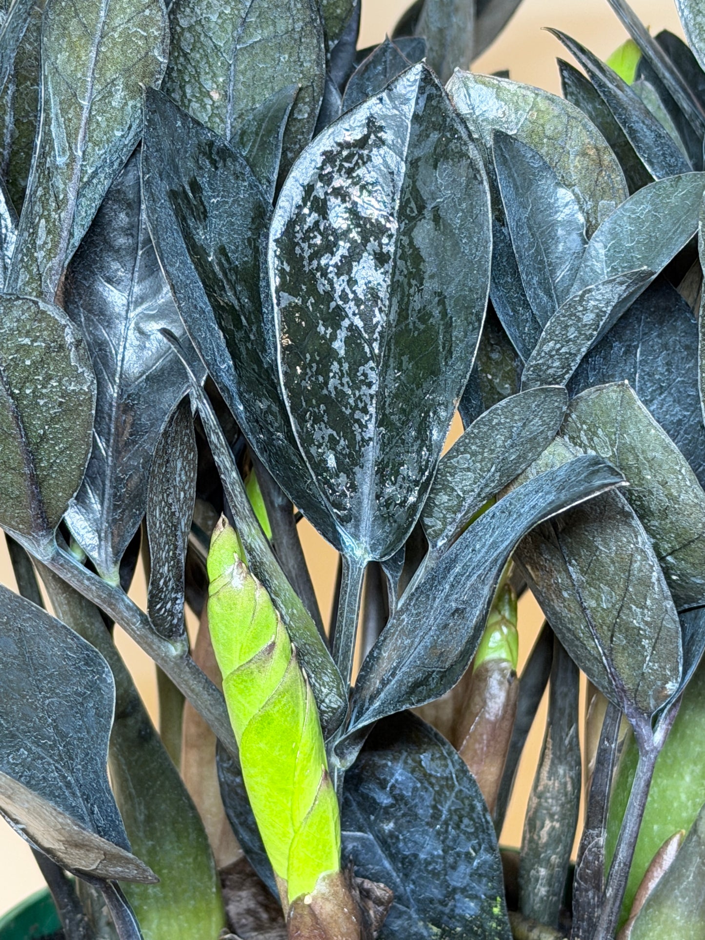 ZZ Black Raven 6” Pot