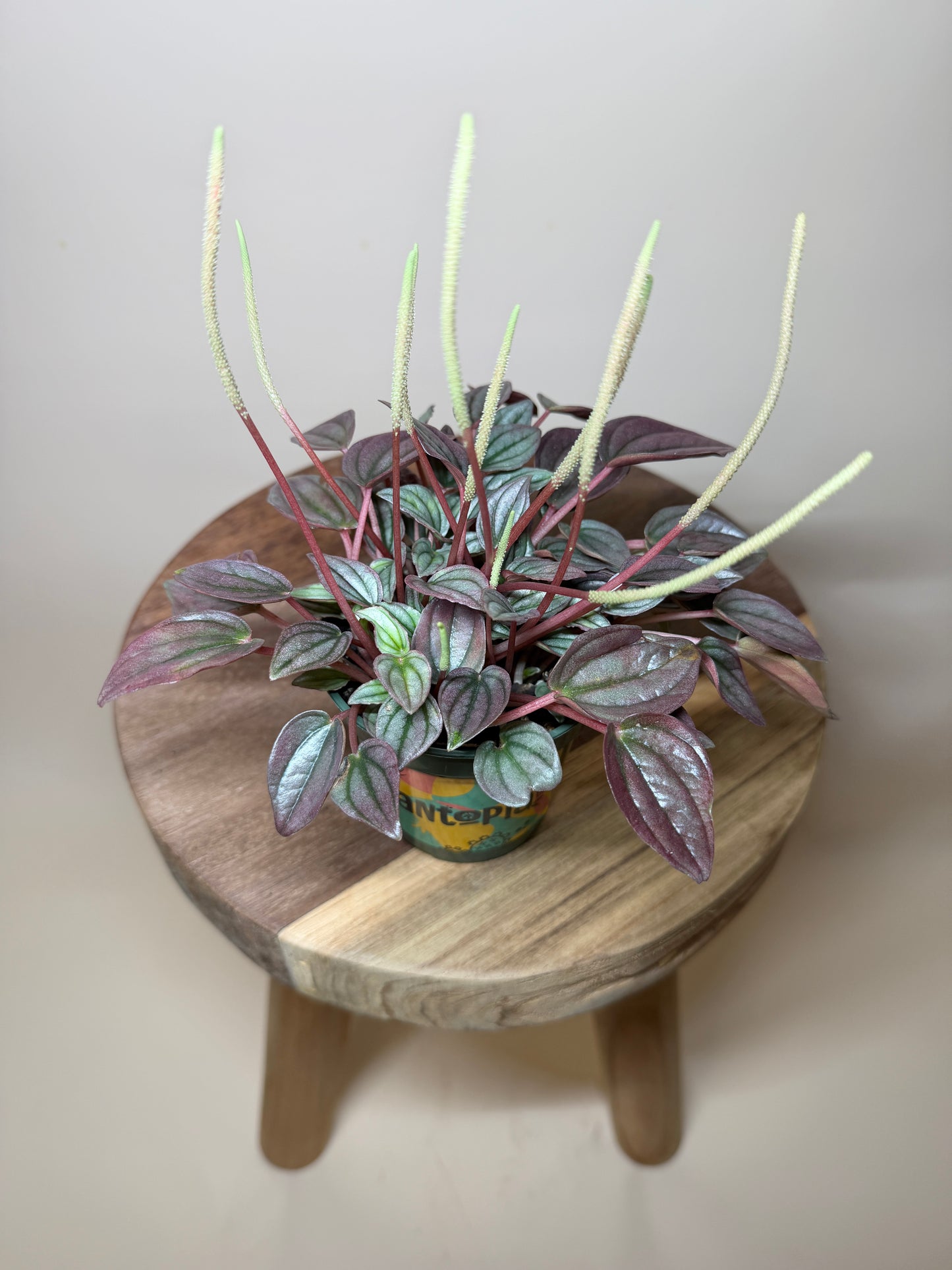 Peperomia Cayenne 4” Pot