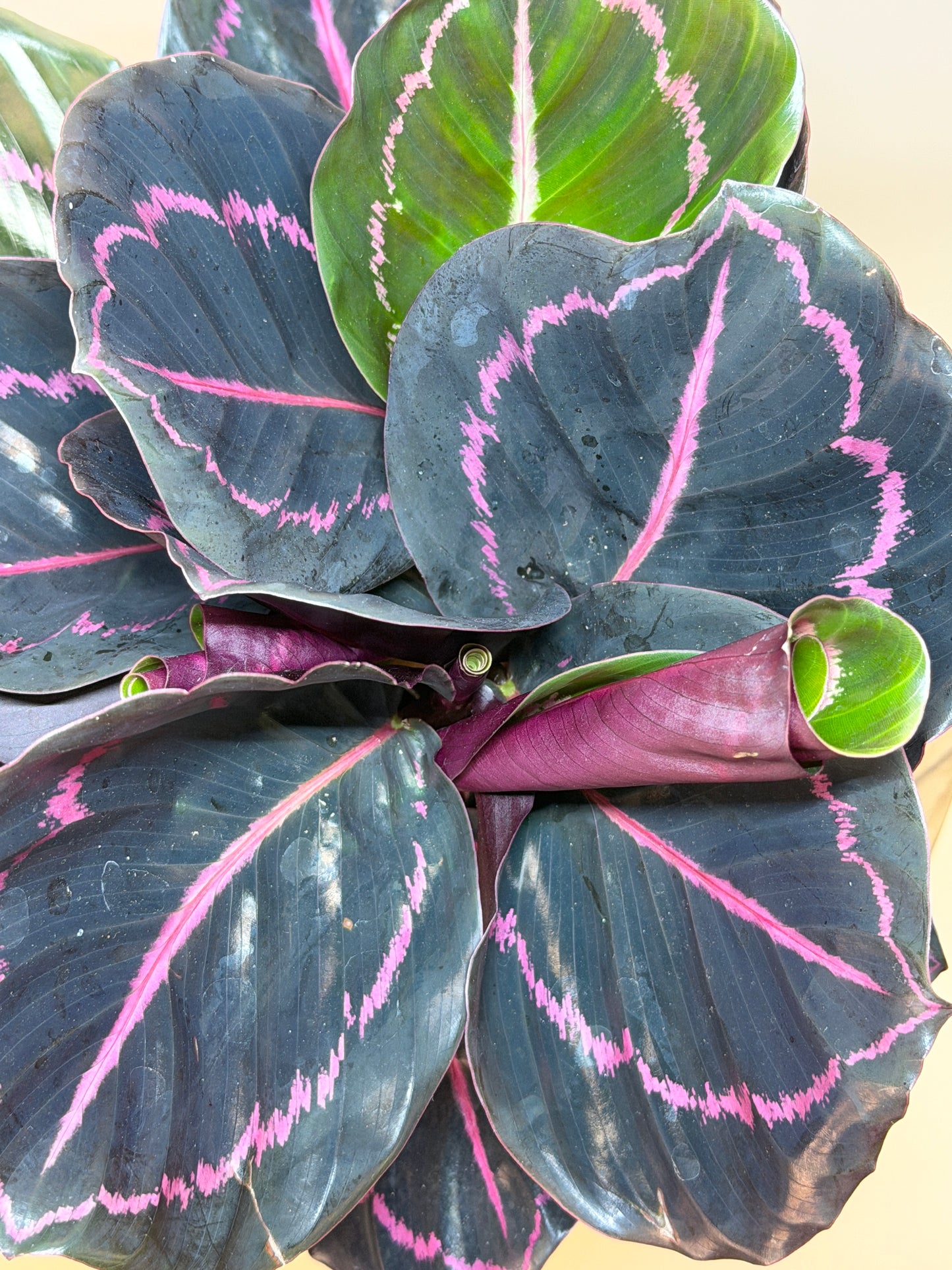 Calathea Dottie 6" Pot