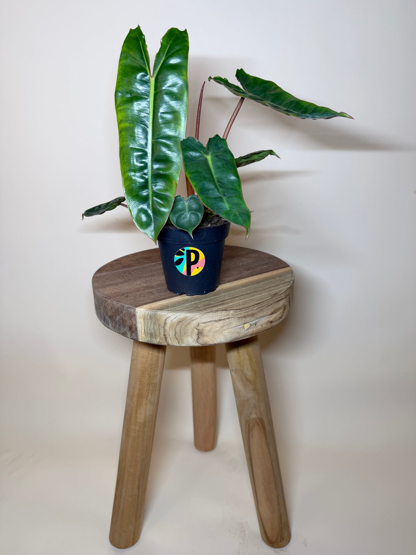 Philodendron Billietiae 4” Pot