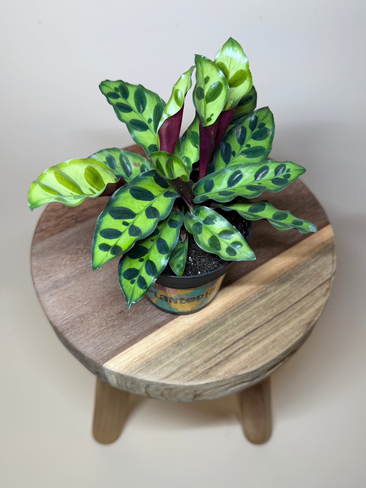 Calathea Rattlesnake 4” Pot
