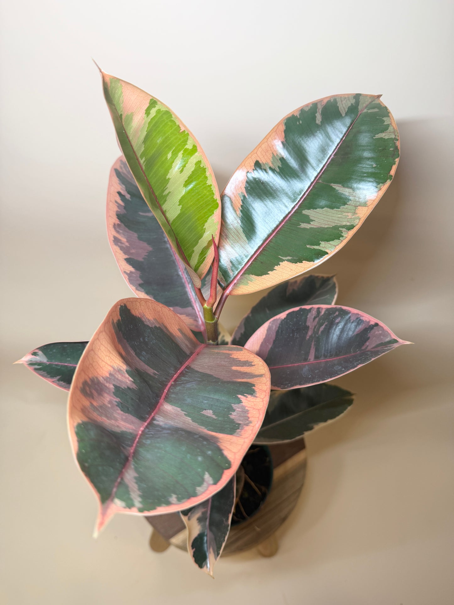 Rubber Tree Ruby 6” Pot