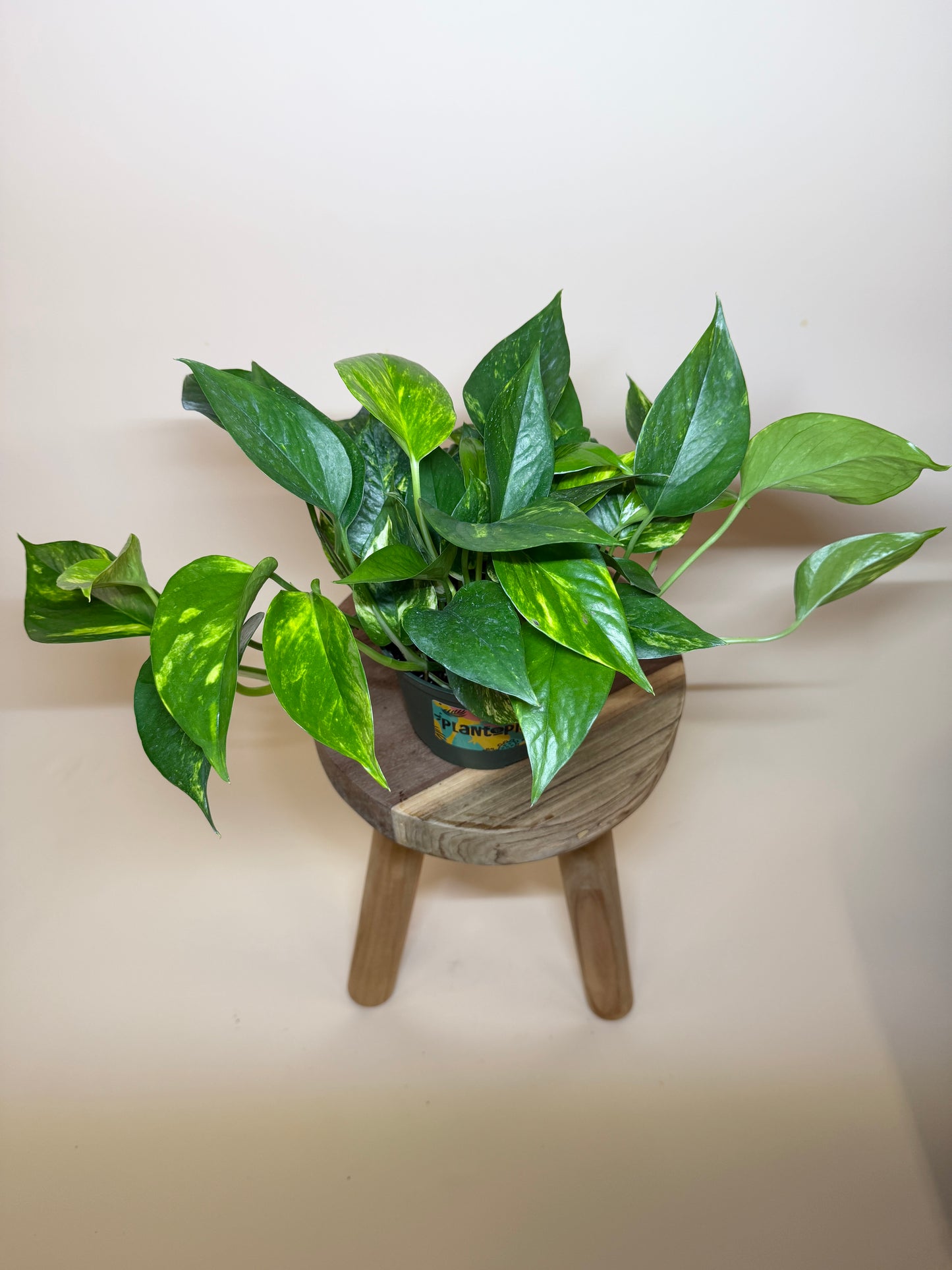 Pothos Golden 6” Pot