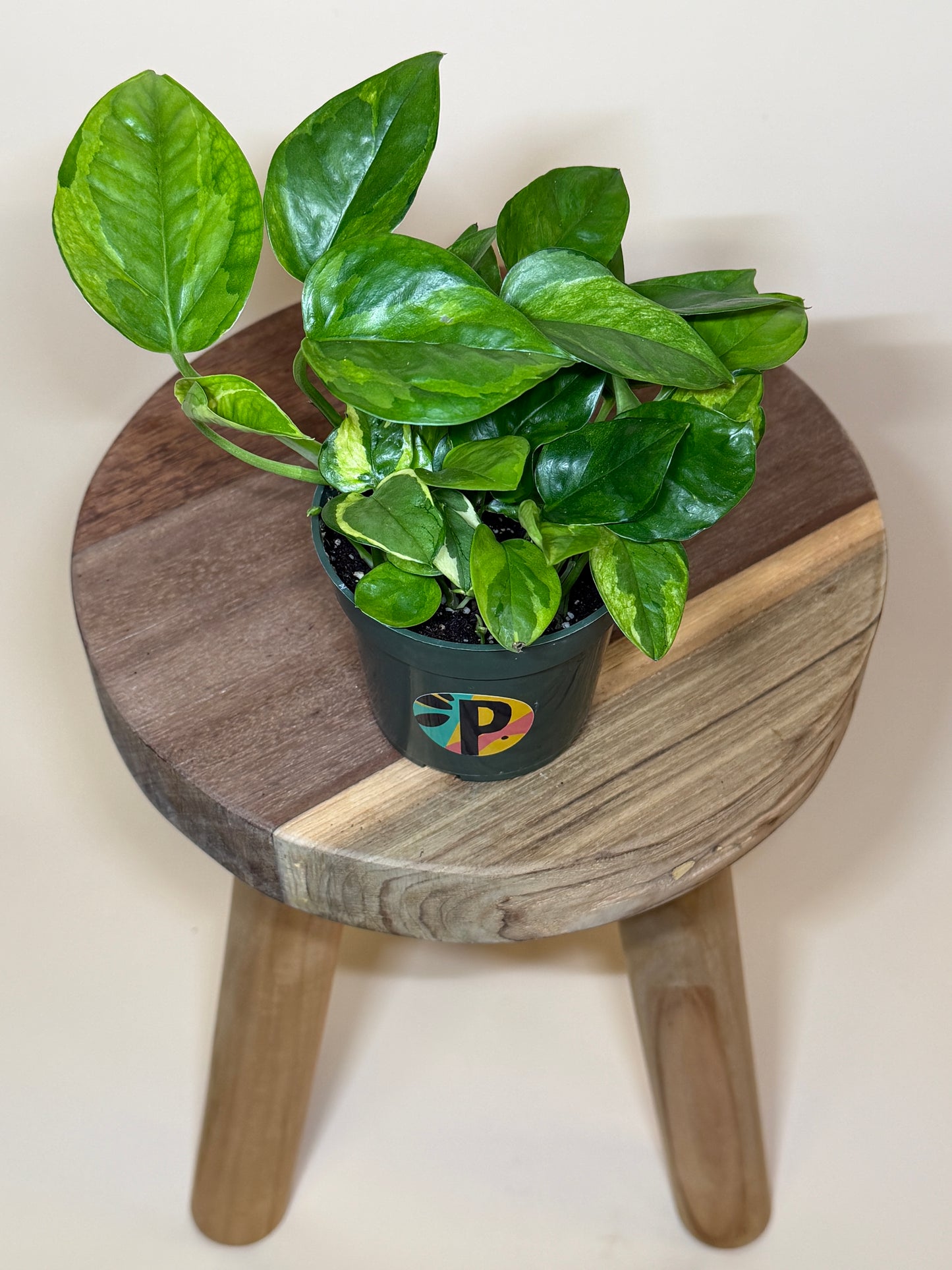 Pothos Lizard Queen 4” Pot