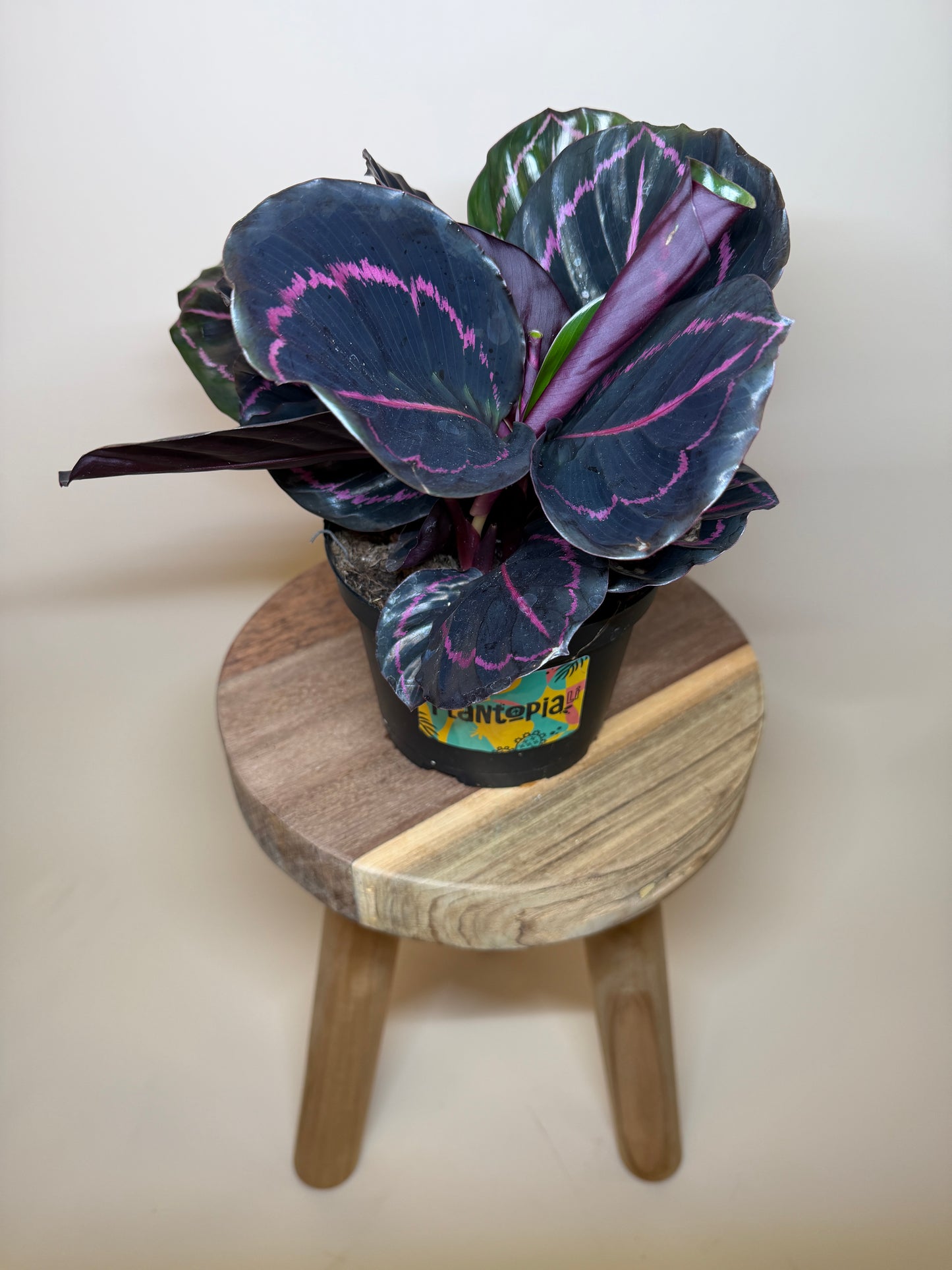 Calathea Dottie 6" Pot