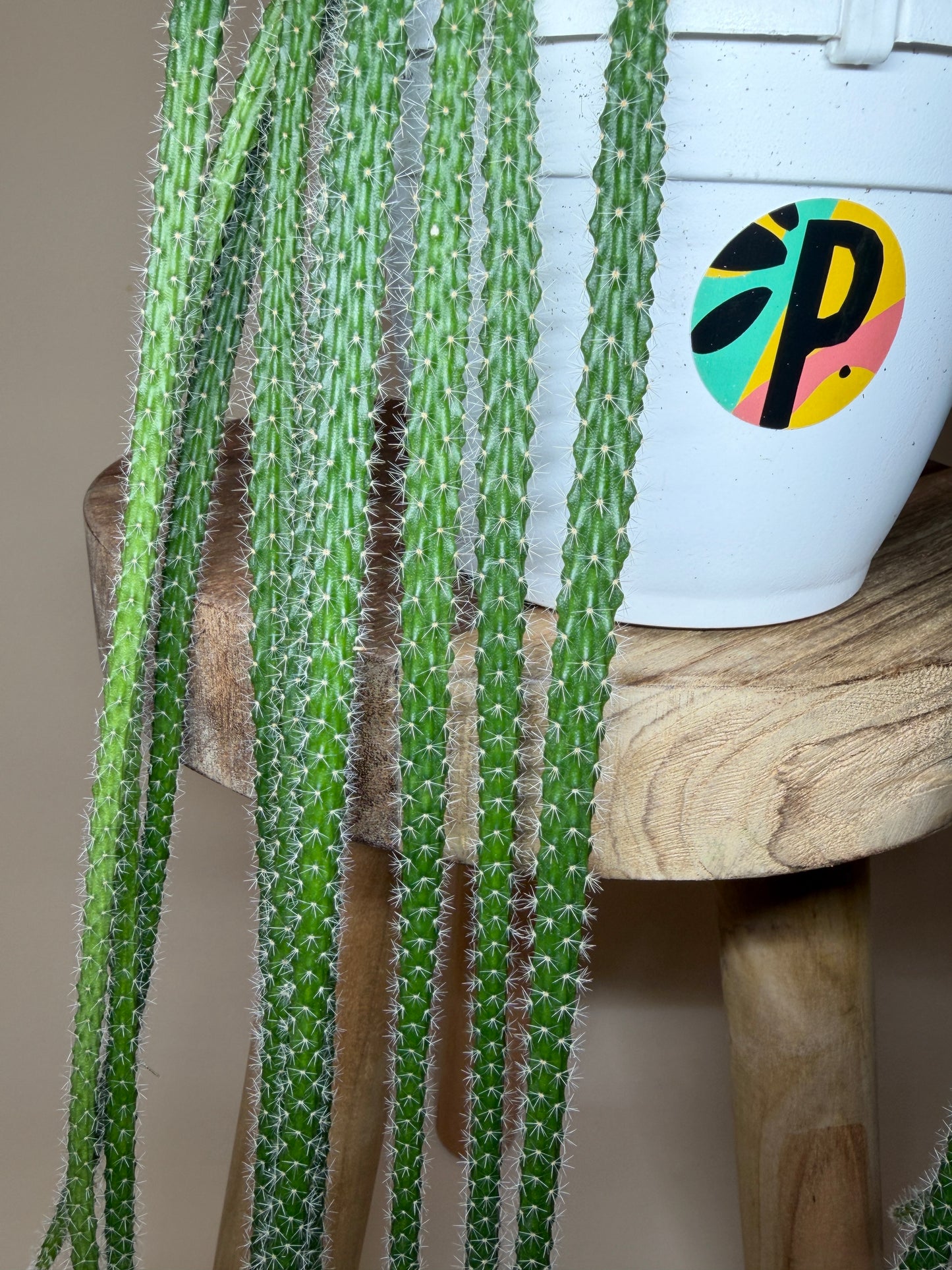 Cactus Rat Tail 6” Pot