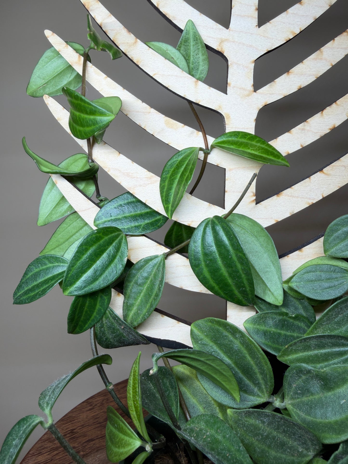 Treleaf Bare Palmella Trellis: Regular Size