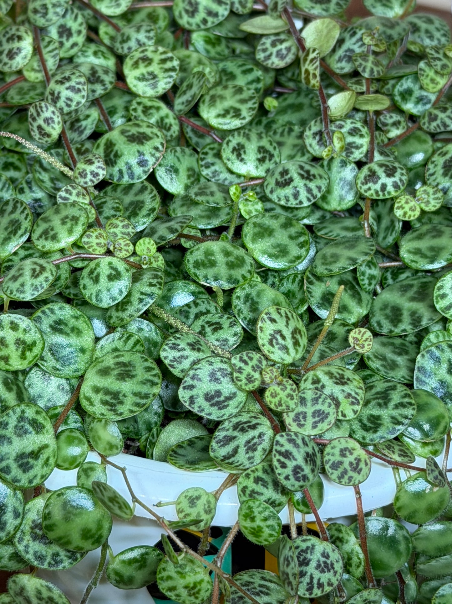 String of Turtles 4.5” Pot