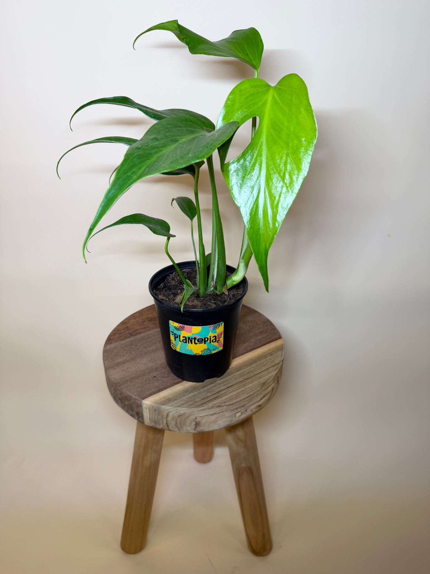 Monstera Burle Marx Flame 6” Pot