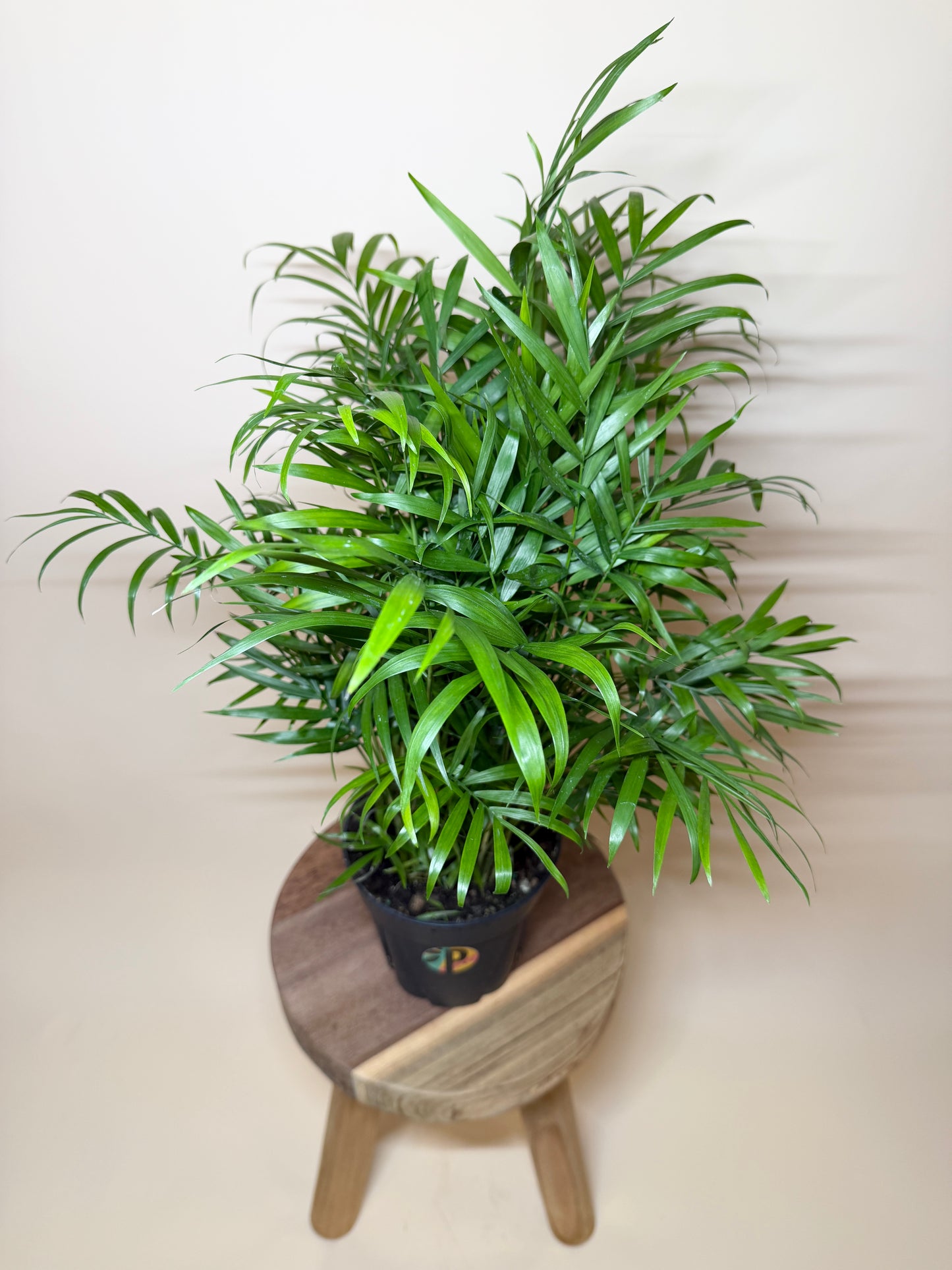 Palm Parlor 6” Pot