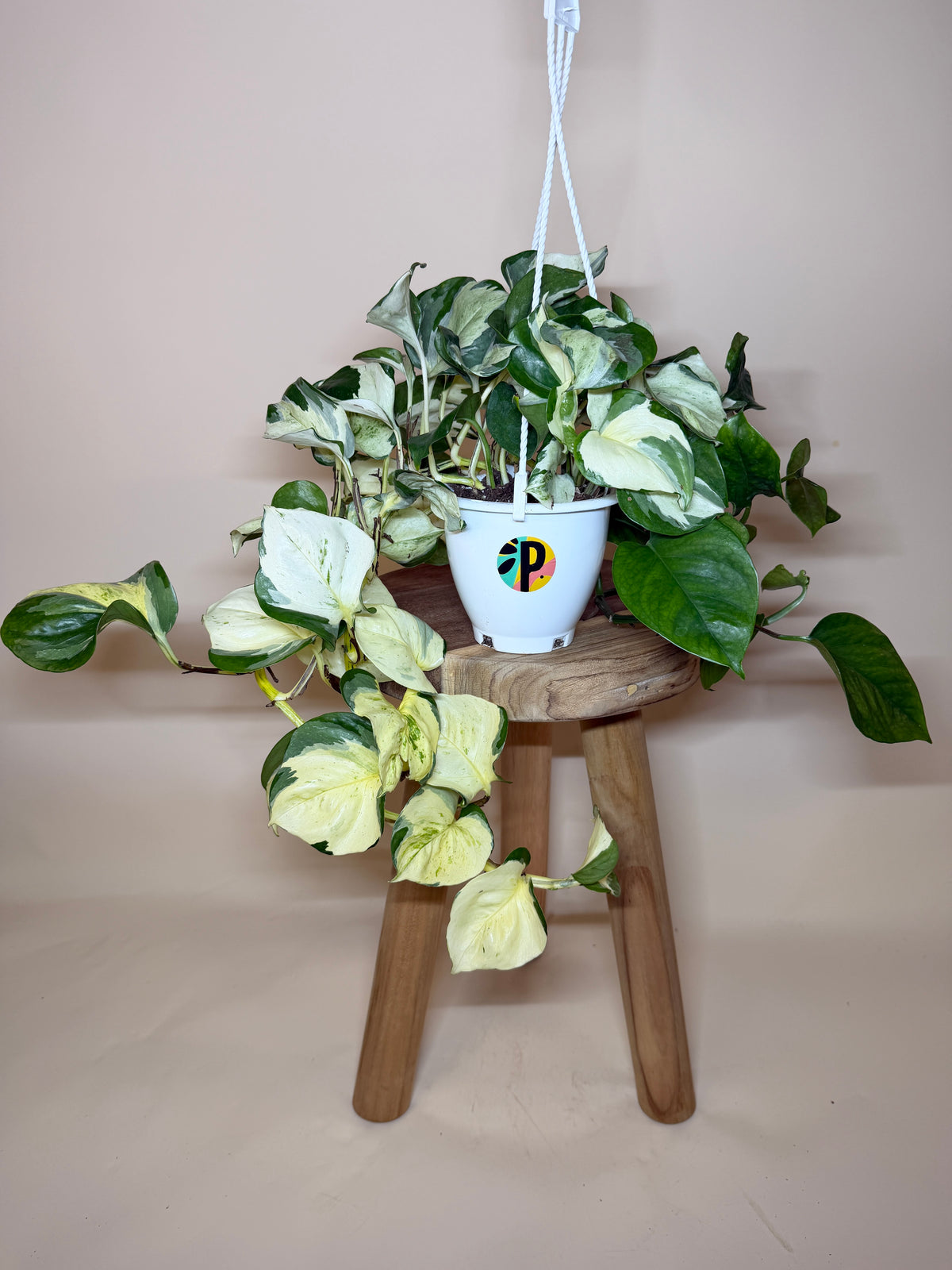 Pothos Ivory Night 4.5” Pot