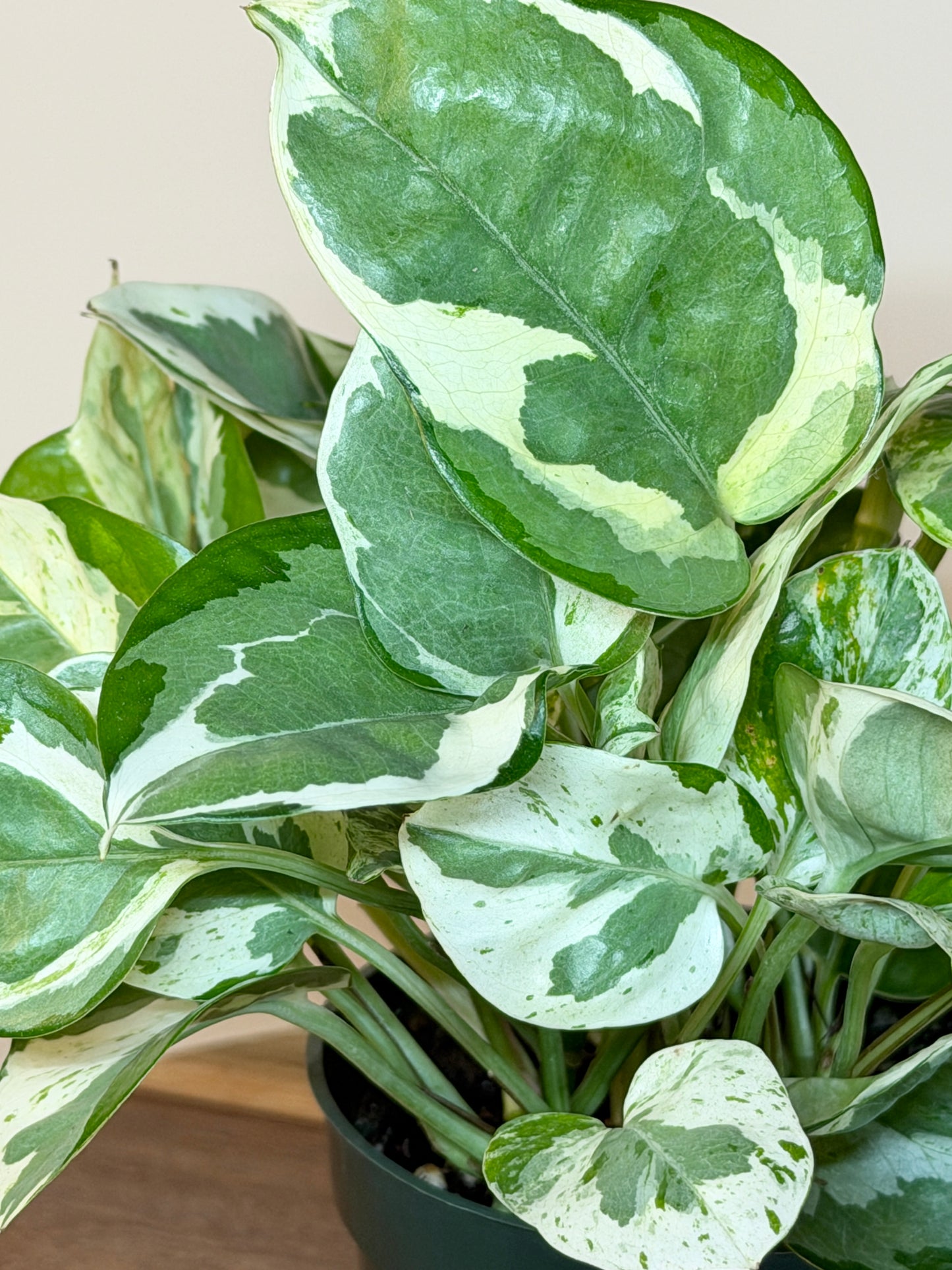 Pothos N’Joy 4” Pot