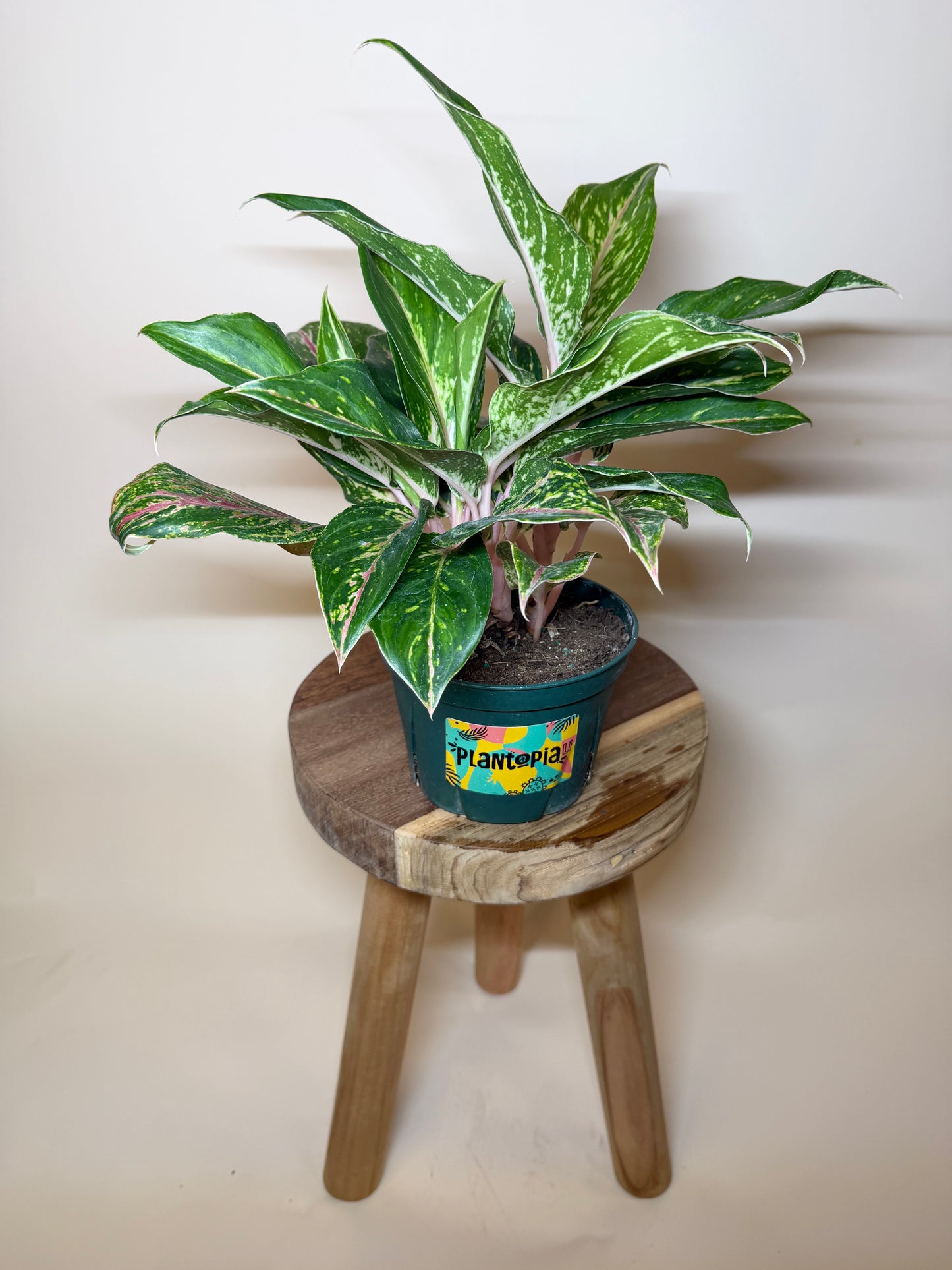Aglaonema Pink 6” Pot