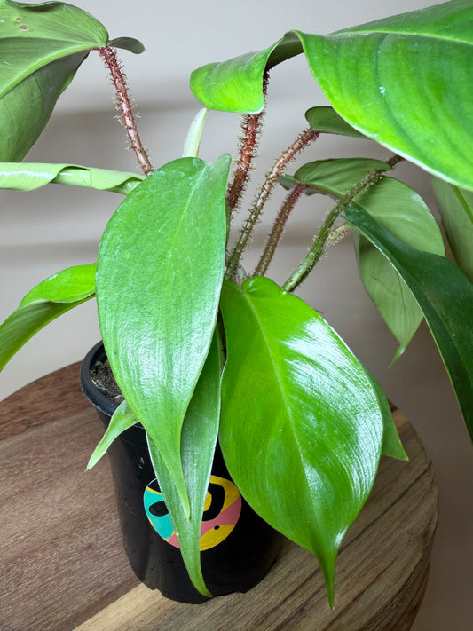 Philodendron Squamiferum 4” Pot