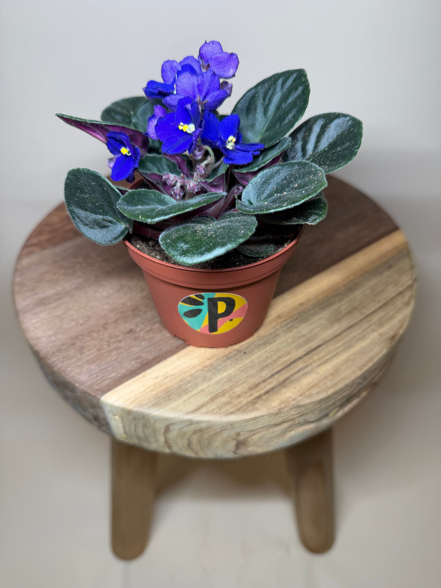 African Violet 4” Pot