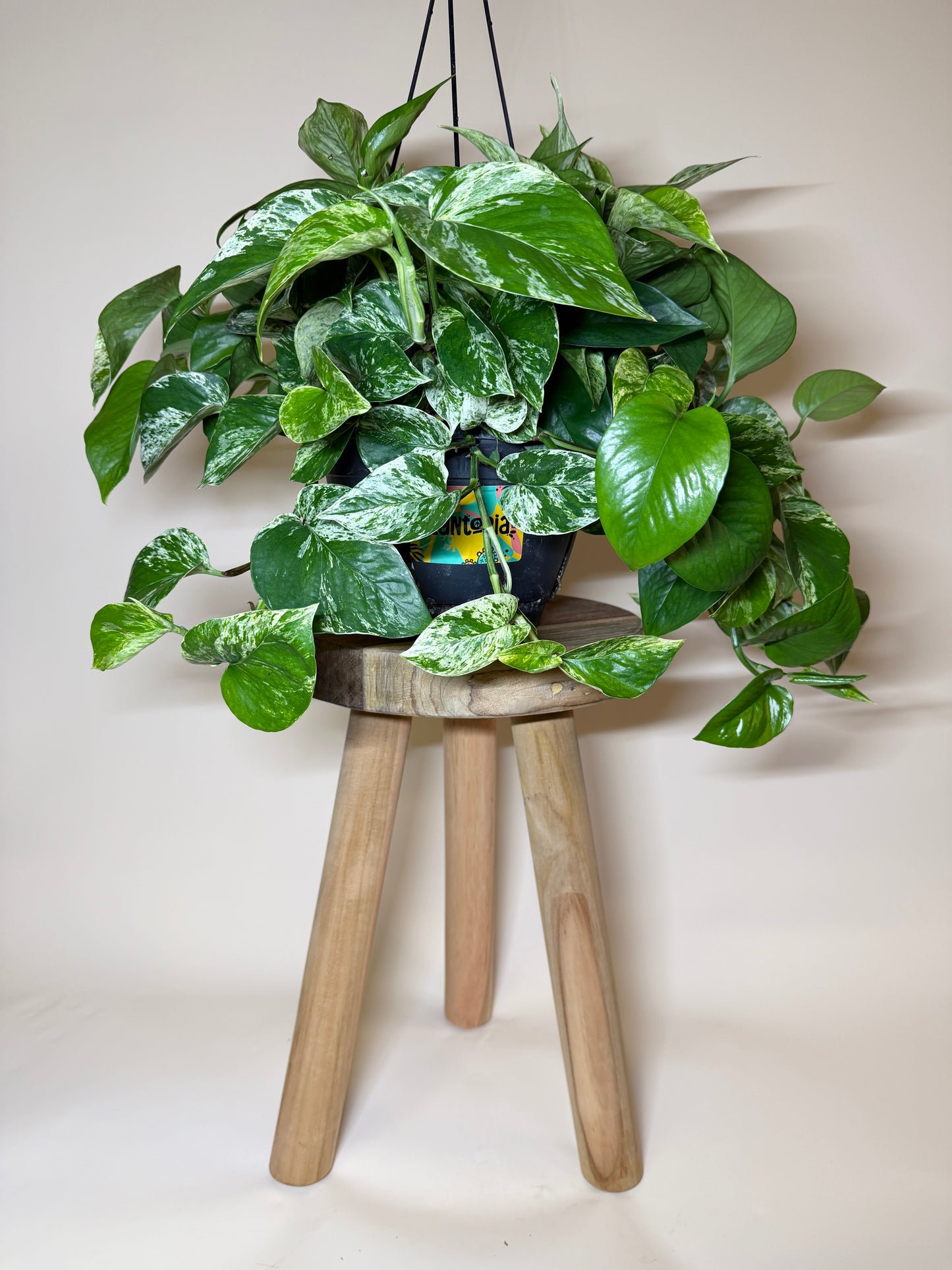 Pothos Queen Marble 8” Pot
