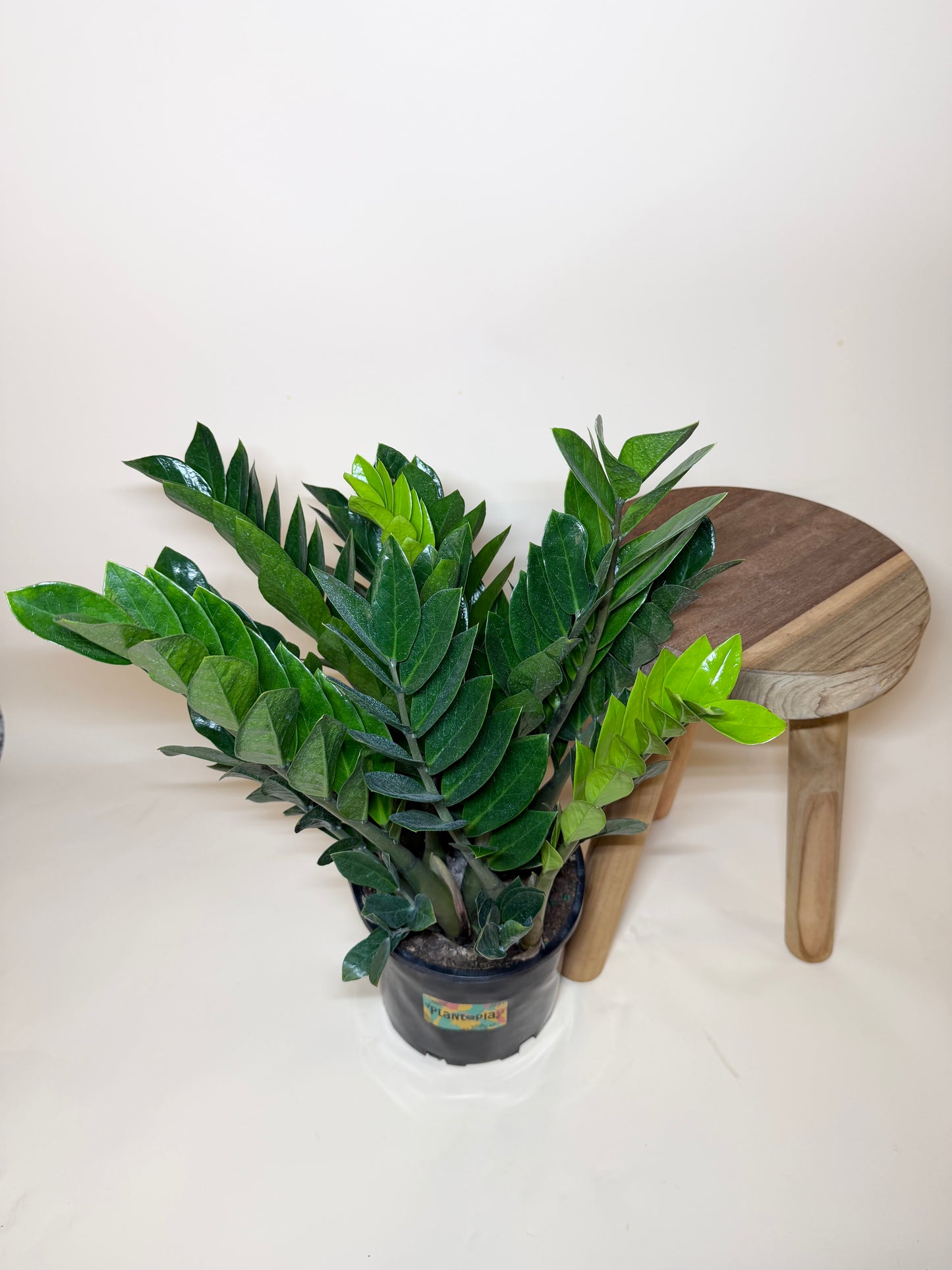ZZ Plant 8” Pot