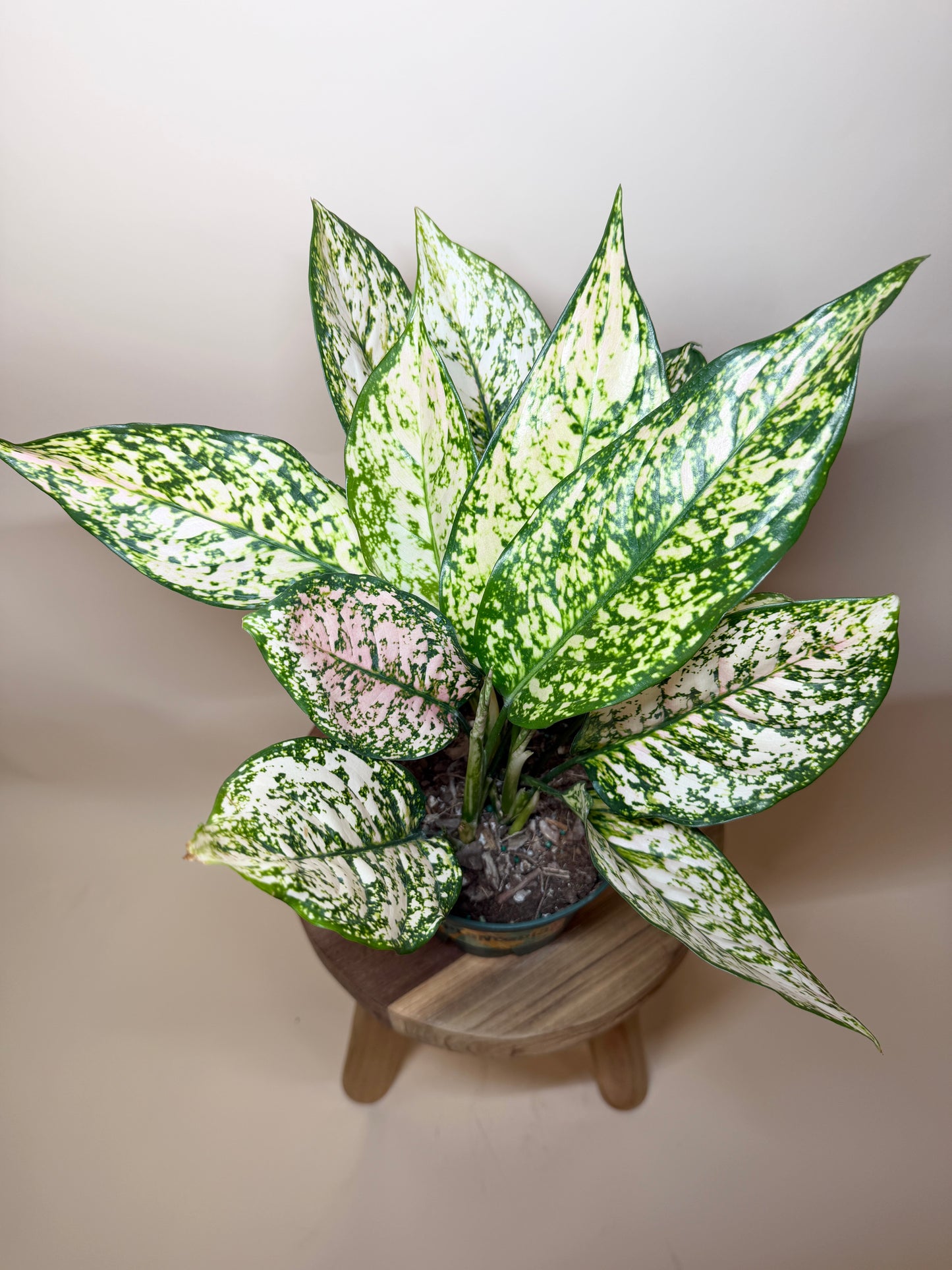 Aglaonema Pink 6” Pot