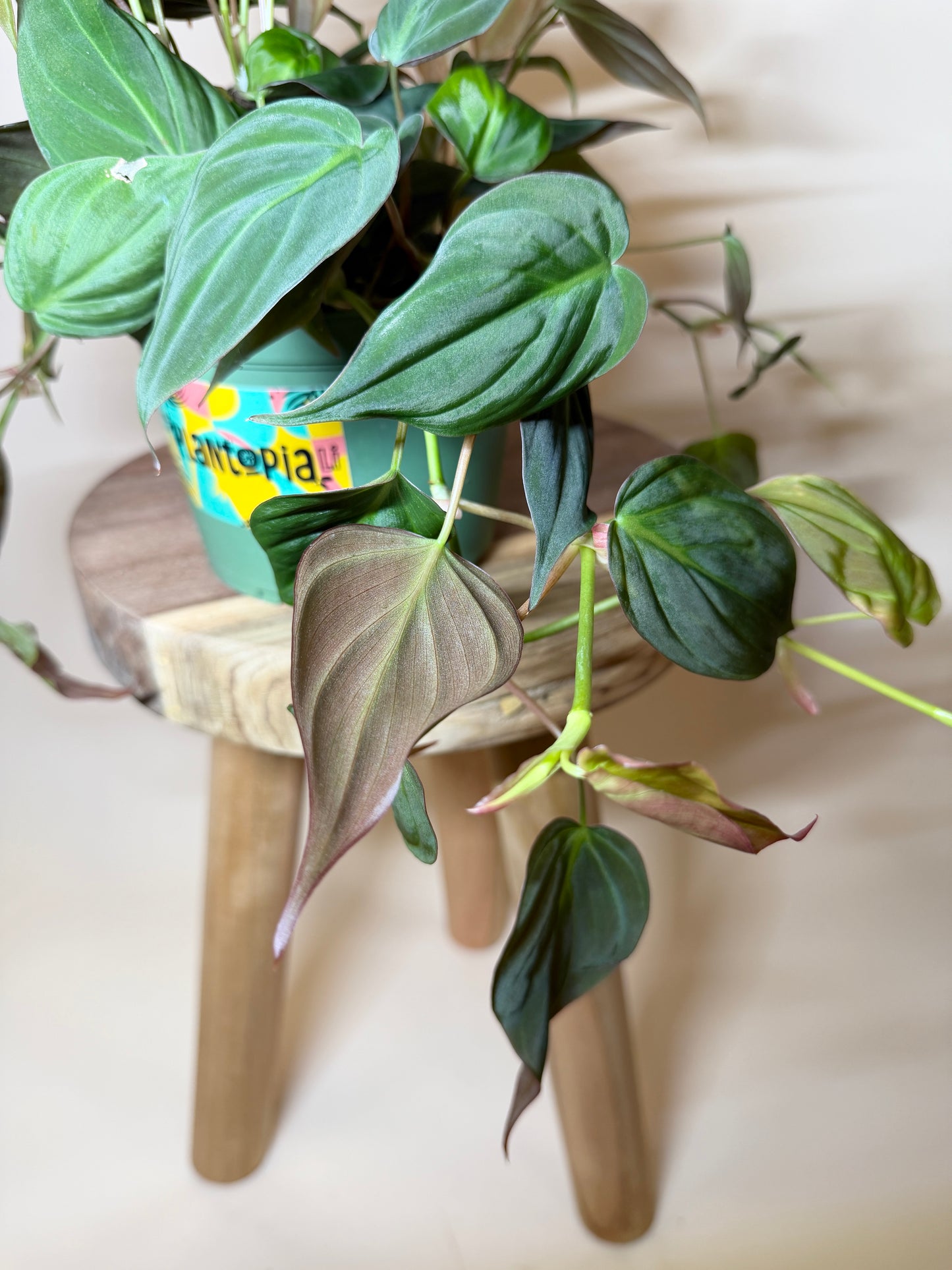Philodendron Micans 6” Pot