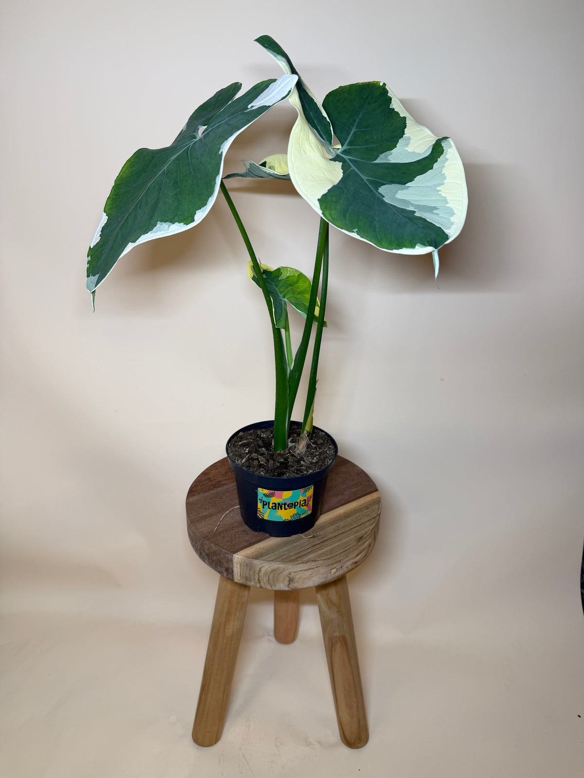 Alocasia Mickey Mouse 6” Pot