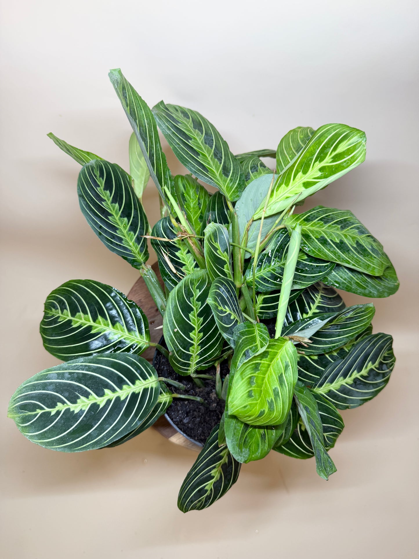 Maranta Lemon Lime 6” Pot