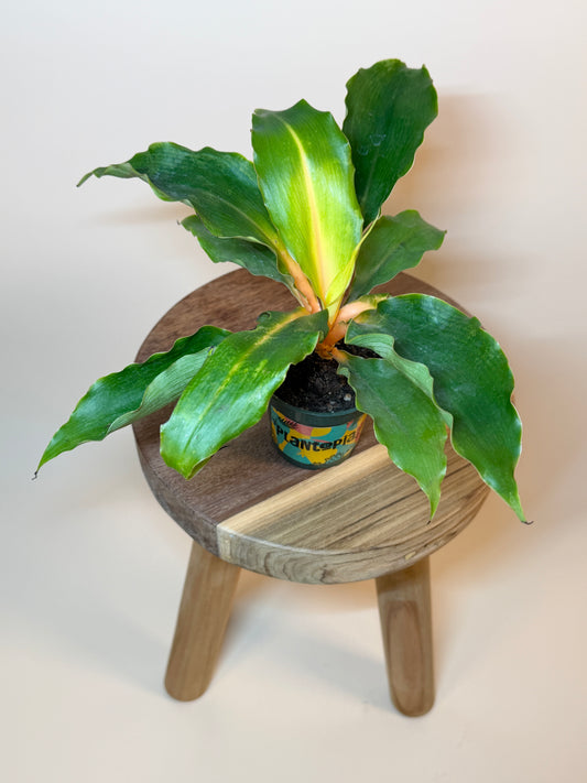 Spider Mandarin 4” Pot