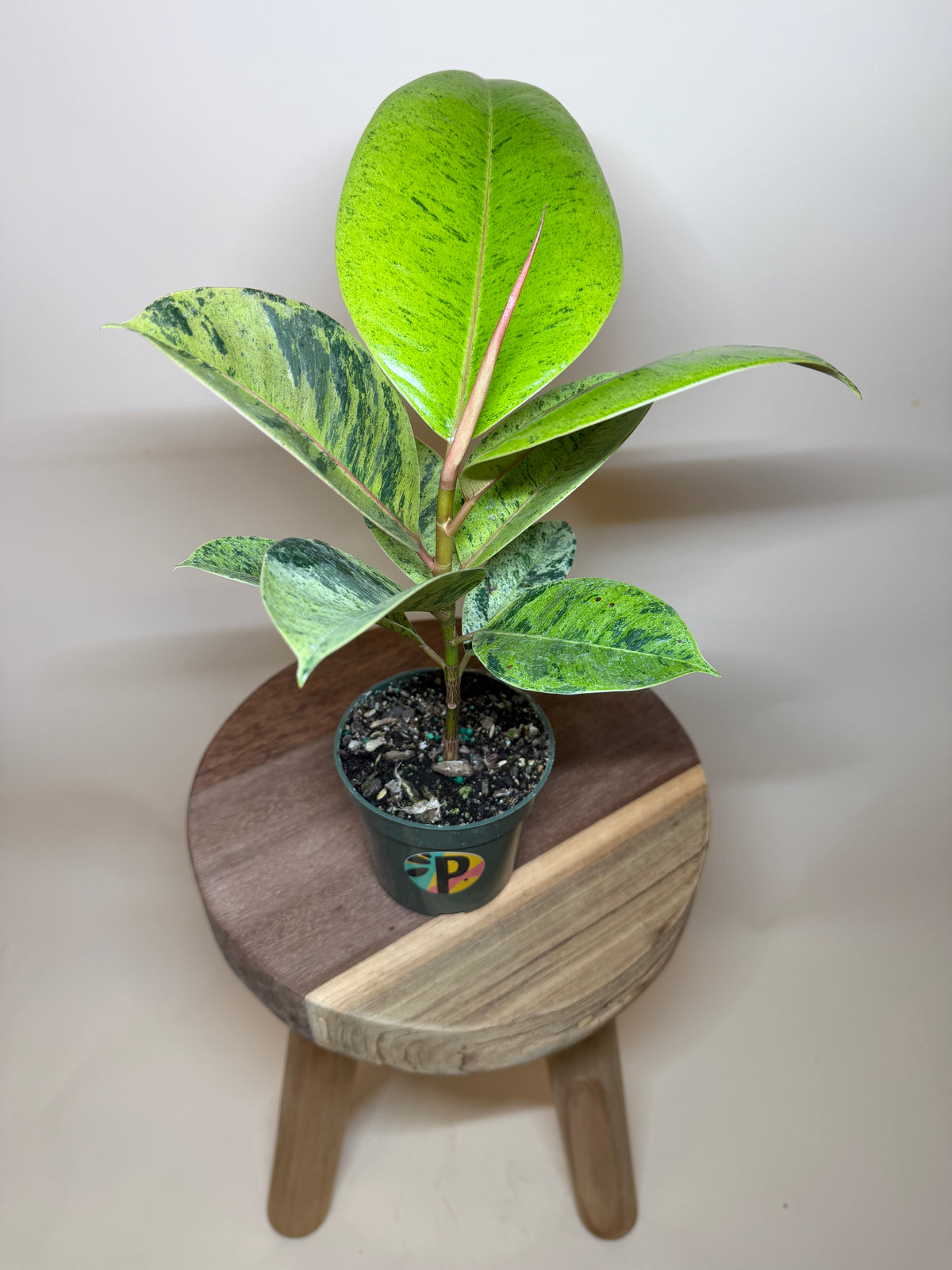 Rubber Tree Moonshine 4” Pot
