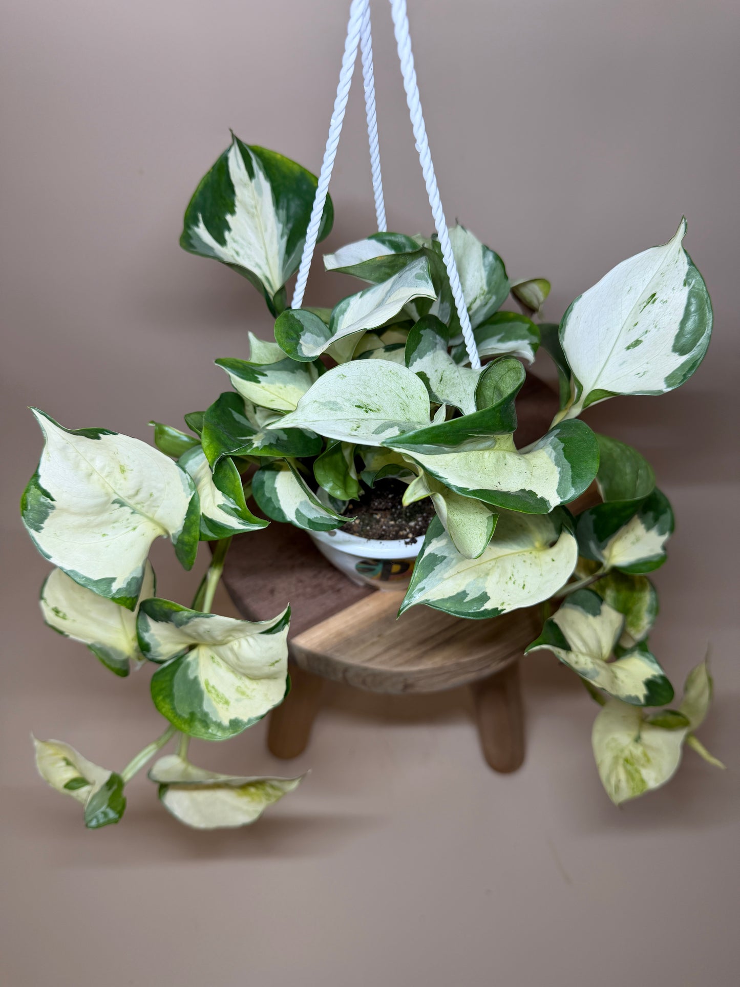 Pothos Manjula 4.5” Pot