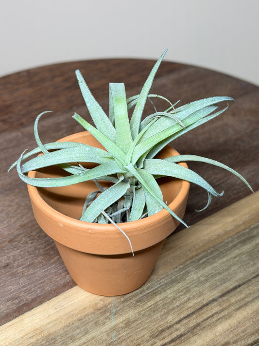 Air Plant 2” Pot
