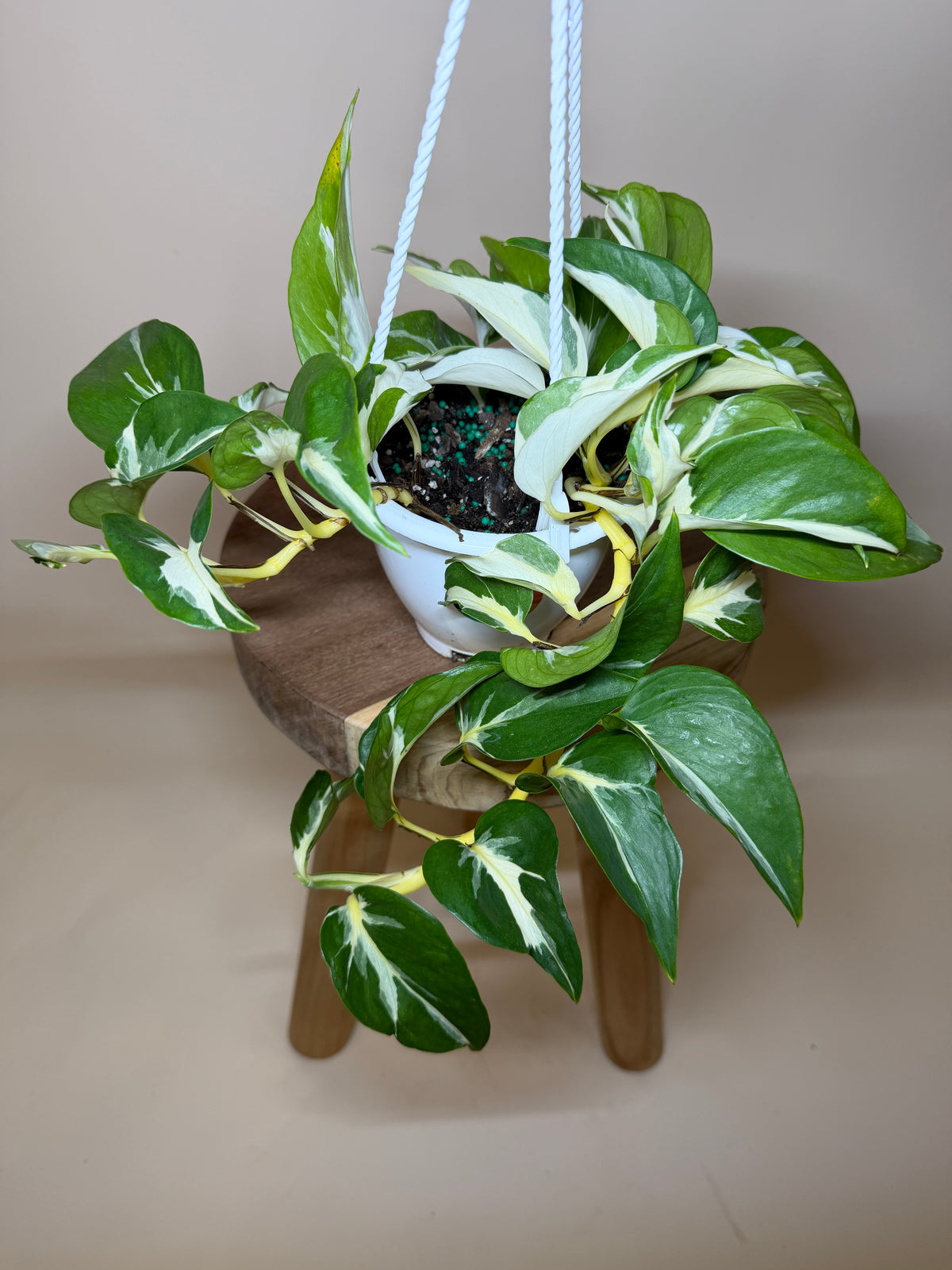 Pothos Mutant Manjula 4.5” Pot