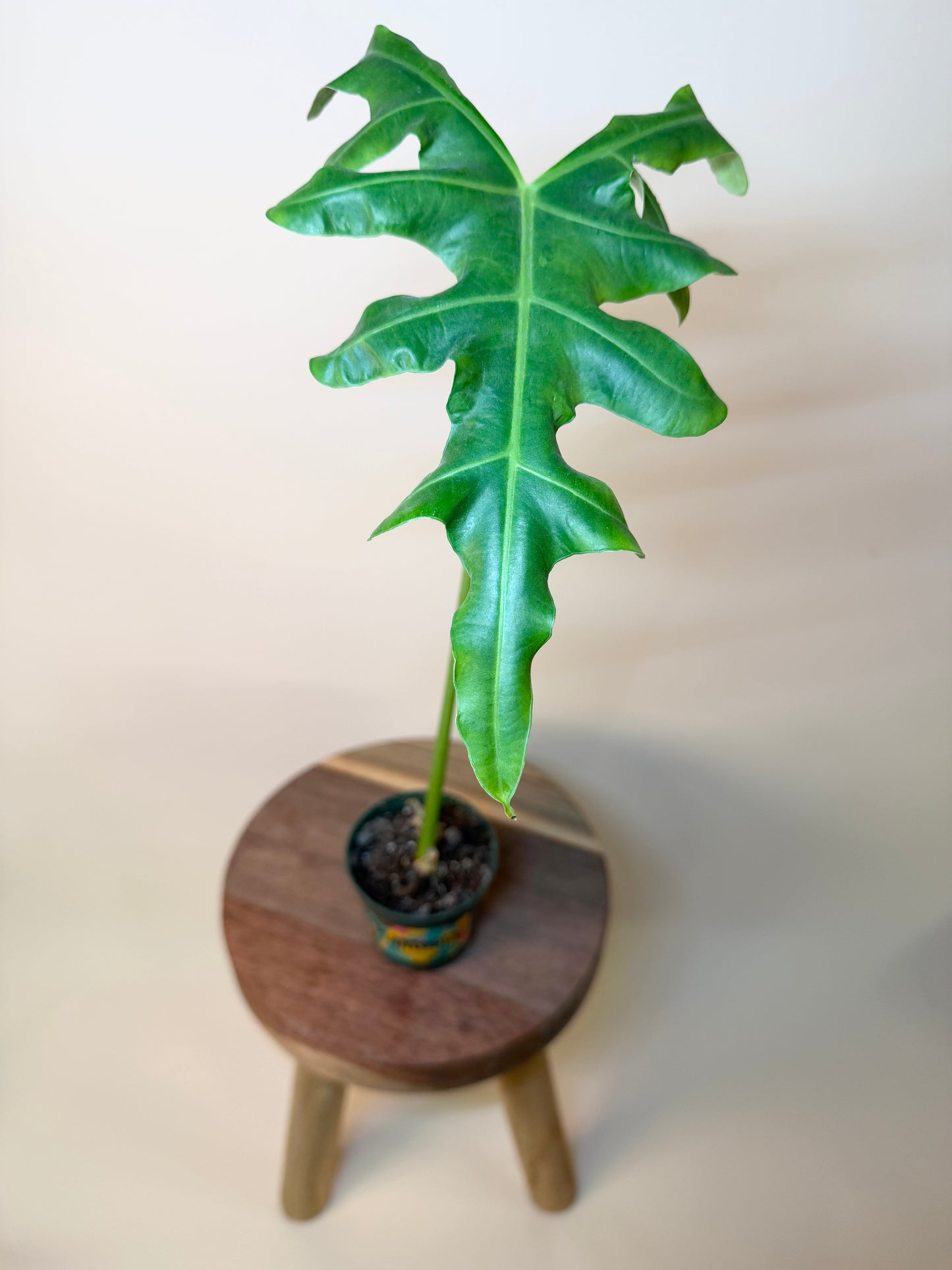 Alocasia Malaysian Monster 4” Pot