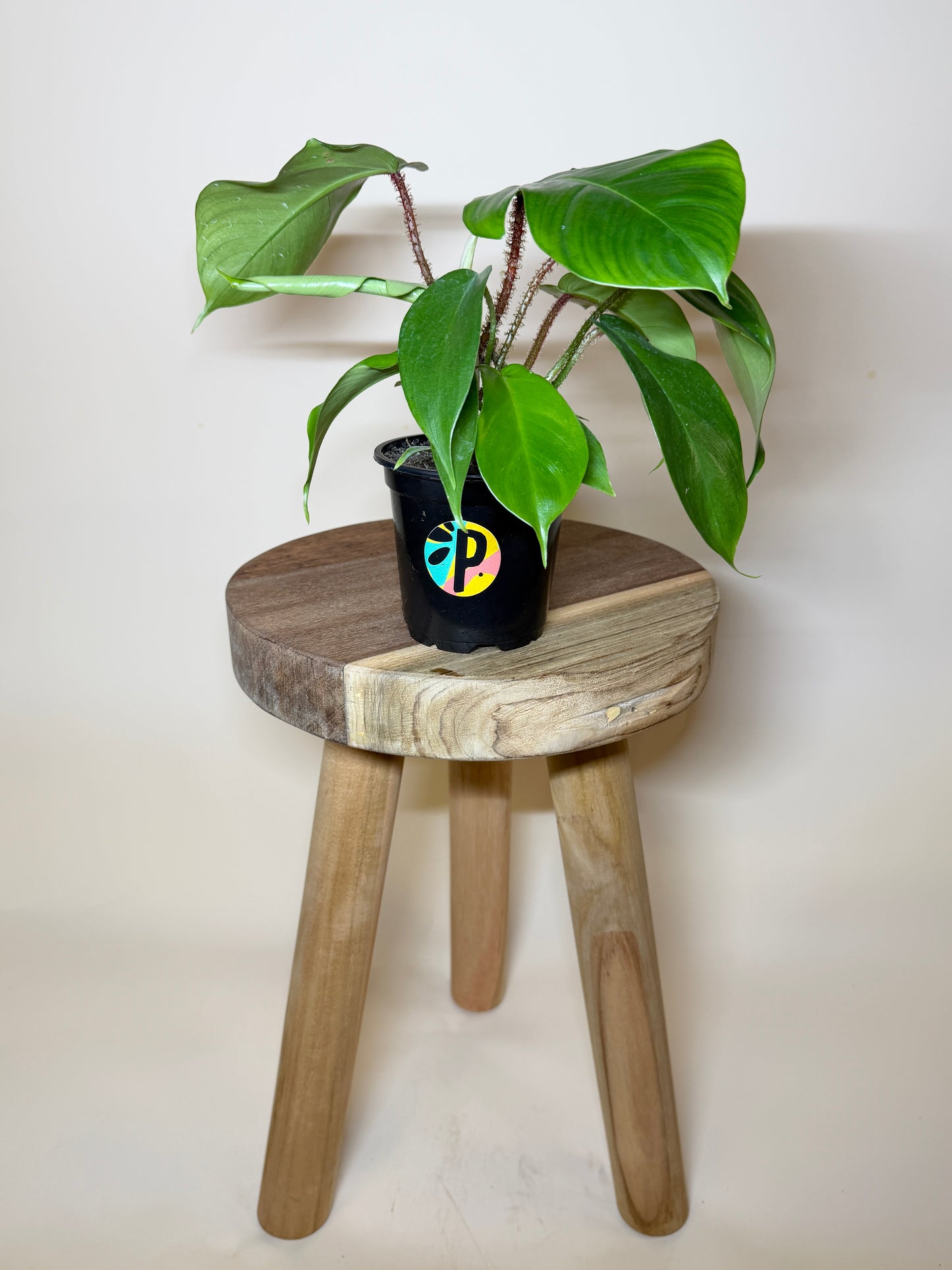 Philodendron Squamiferum 4” Pot